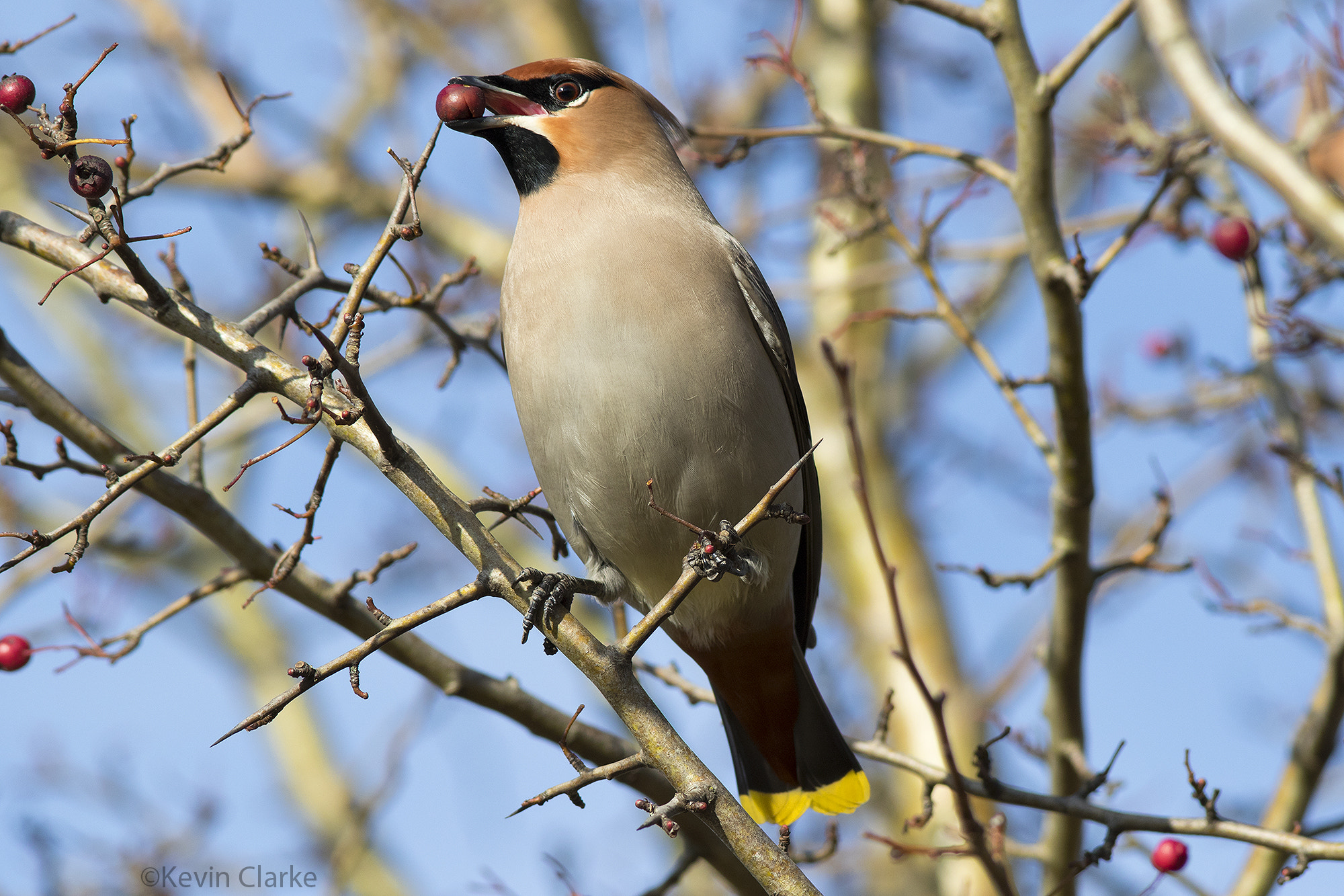 Canon EF 300mm F4L IS USM sample photo. Berry well photography