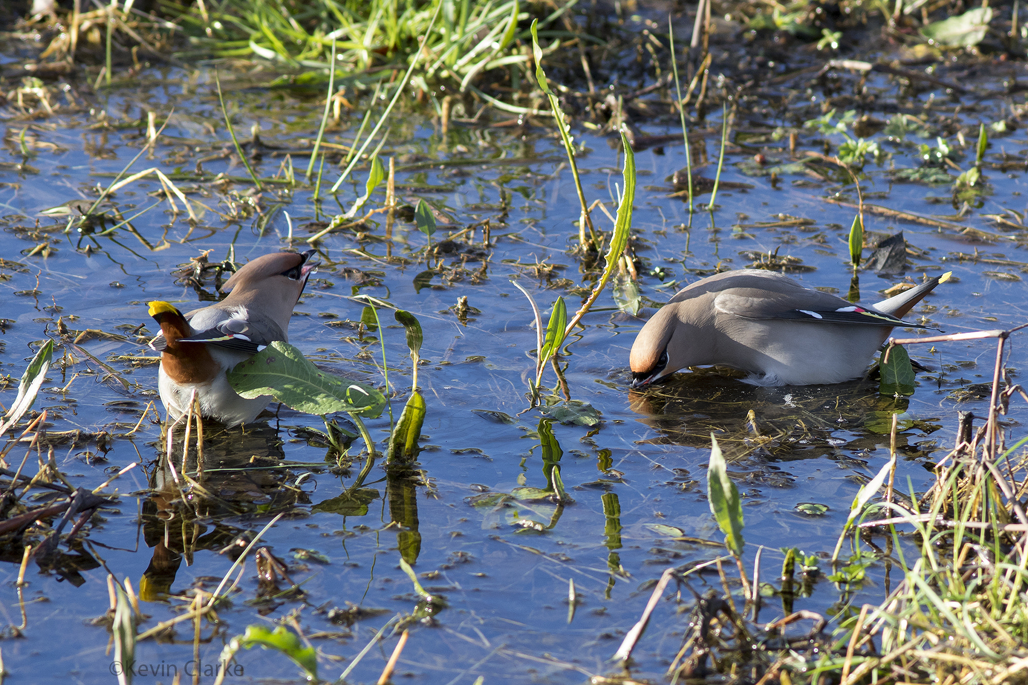 Canon EF 300mm F4L IS USM sample photo. Bohemian watering hole photography
