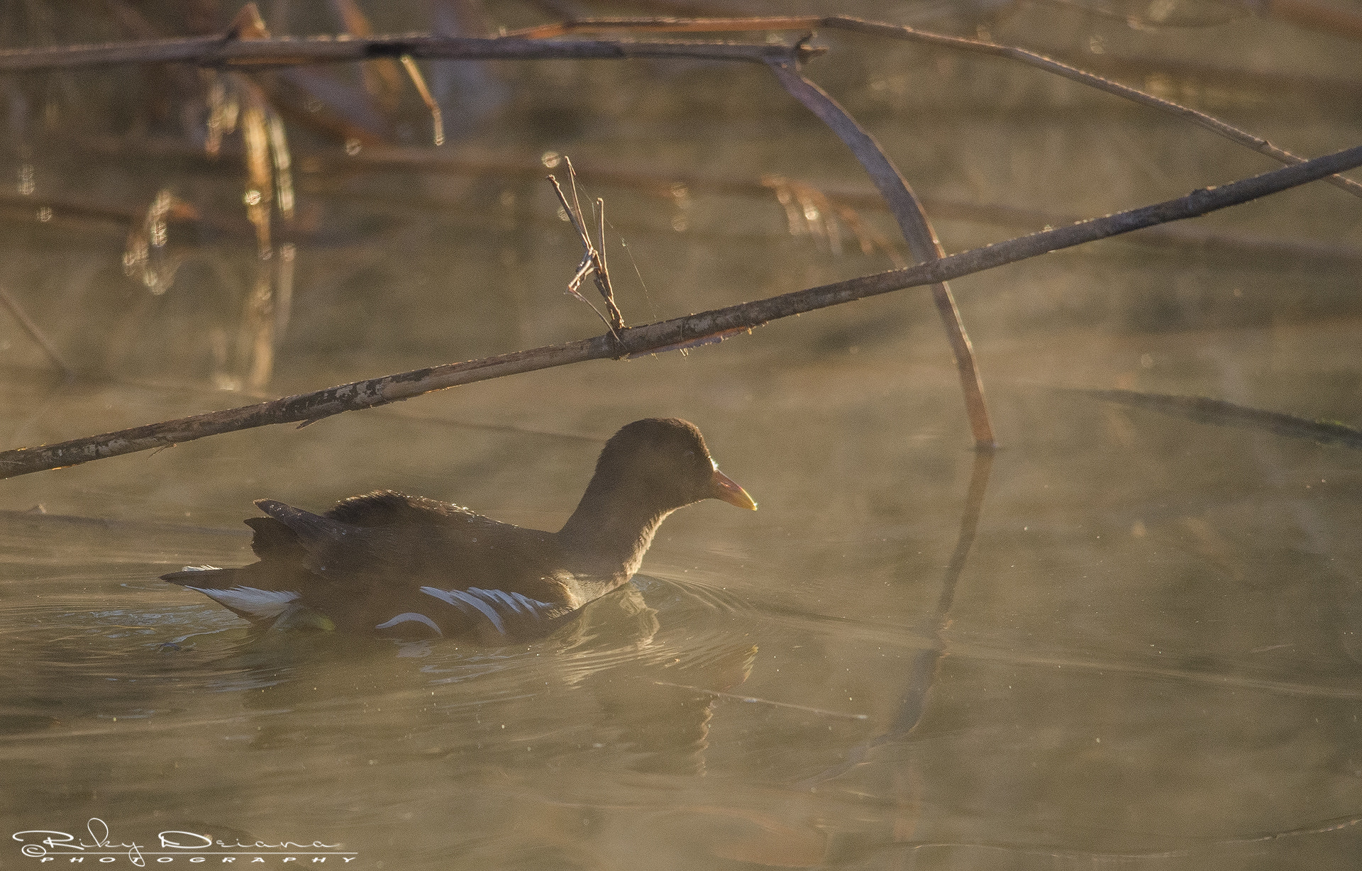 Nikon D7000 + Nikon AF-S Nikkor 300mm F4D ED-IF sample photo. Through the fog photography