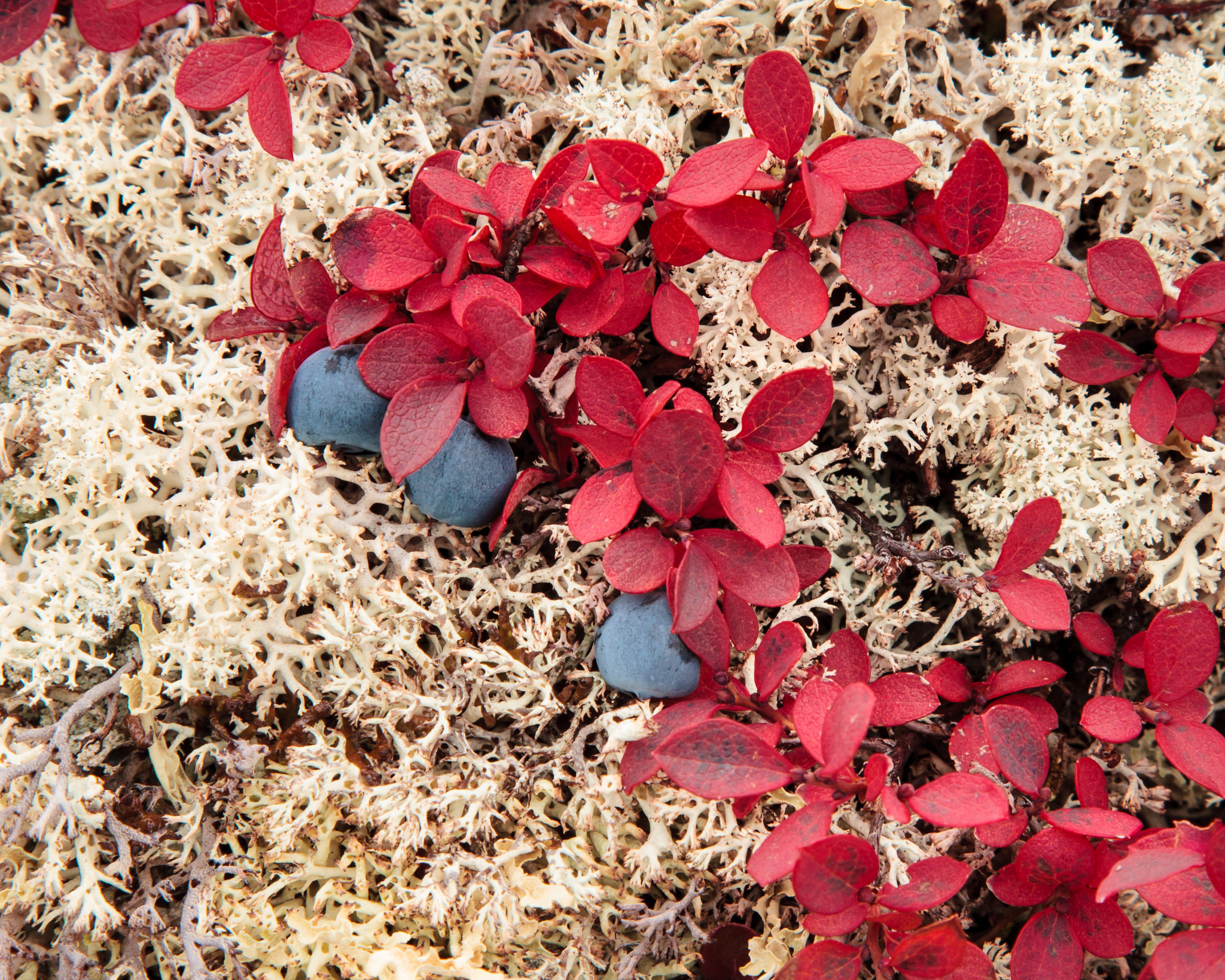 Canon EOS 30D + Canon EF 24-105mm F4L IS USM sample photo. Blueberries and reindeer lichen photography