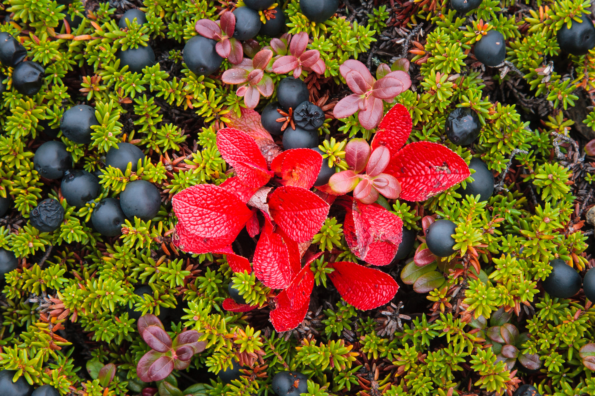 Canon EOS 30D + Canon EF 24-105mm F4L IS USM sample photo. Mountain-heather and red leaves photography