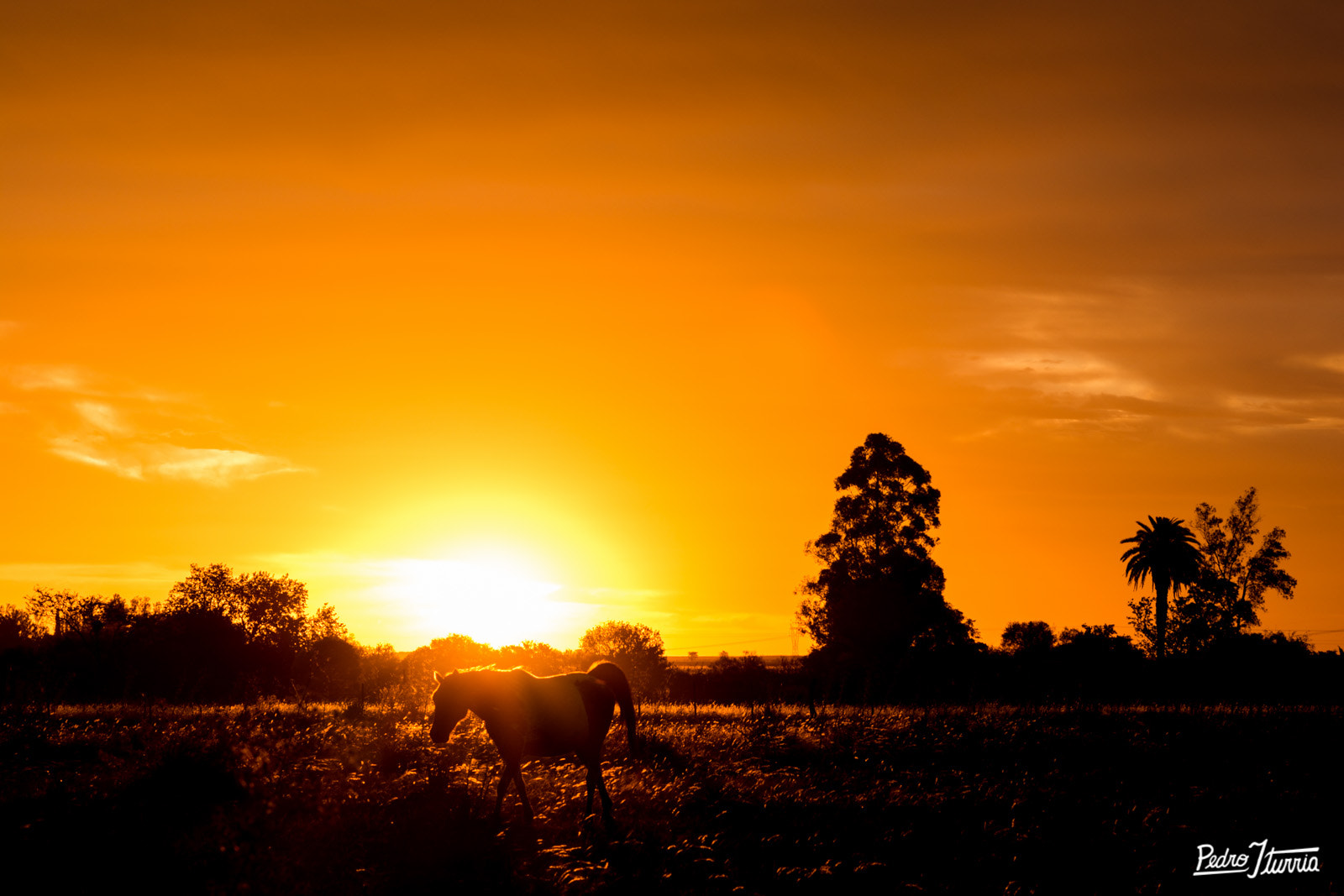 Nikon D5200 + Nikon AF-S Nikkor 85mm F1.8G sample photo. Peaceful horse photography