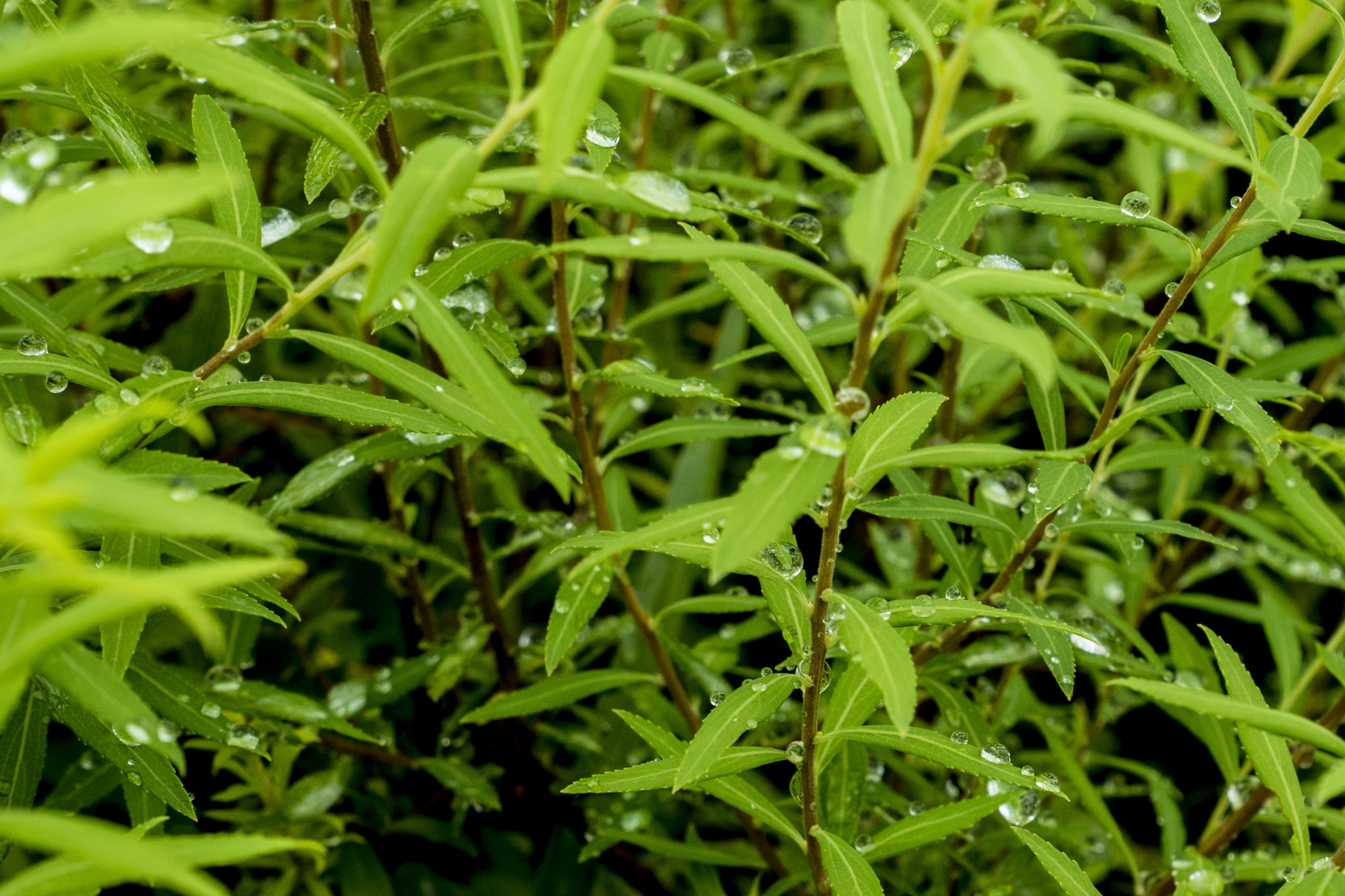 Panasonic Lumix DMC-GM5 + Panasonic Lumix G Vario HD 12-32mm F3.5-5.6 Mega OIS sample photo. Water drop photography