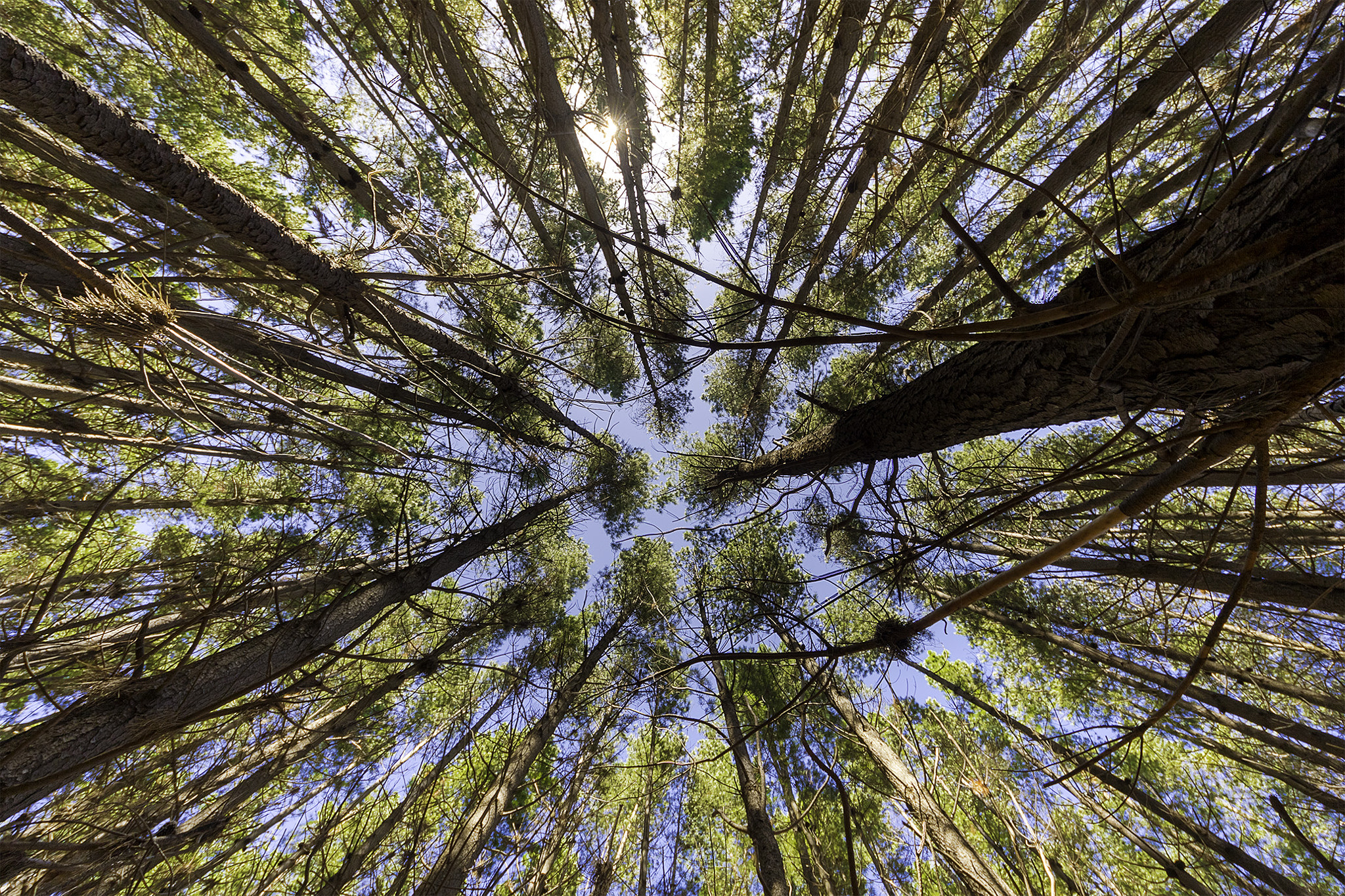 Sigma 8-16mm F4.5-5.6 DC HSM sample photo. Forest photography