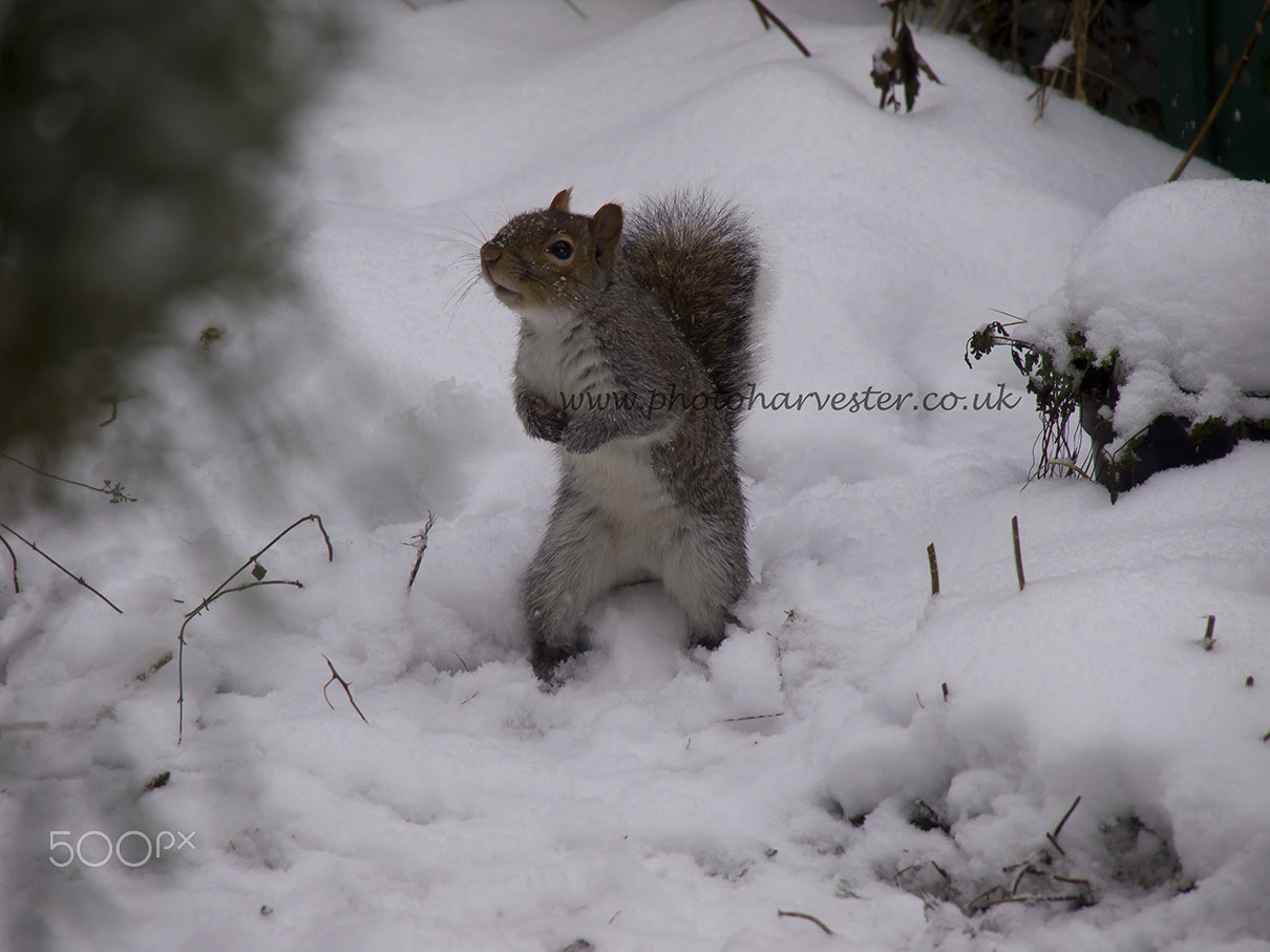 Olympus PEN E-PL1 sample photo. Squirrel begging in the snow photography