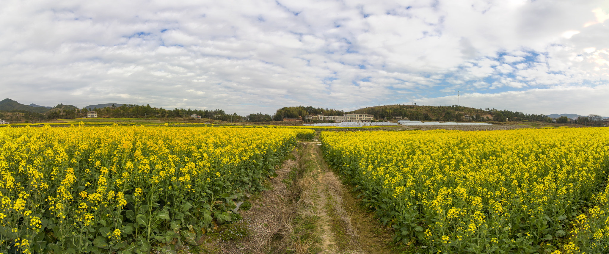 Canon EOS 750D (EOS Rebel T6i / EOS Kiss X8i) sample photo. Rape flower is so beautiful. photography