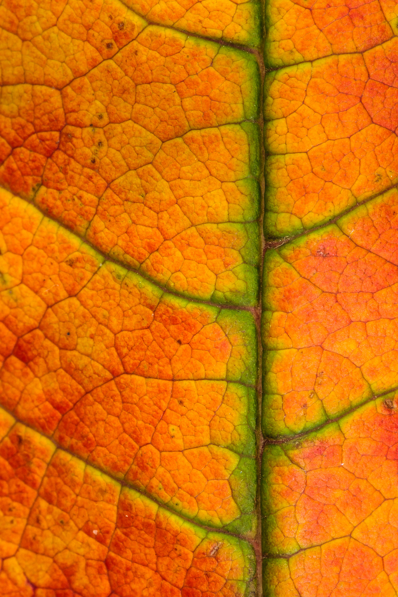 Canon EF 180mm F3.5L Macro USM sample photo. Changing leaf photography