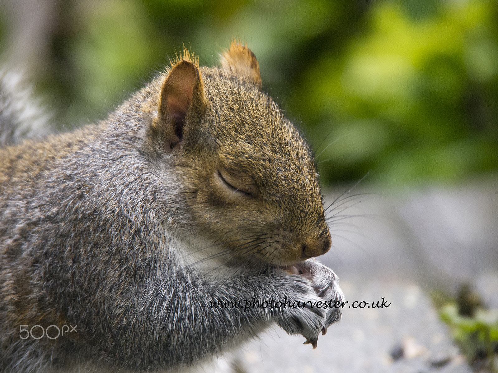 Olympus PEN E-PL1 sample photo. Blinking squirrel photography