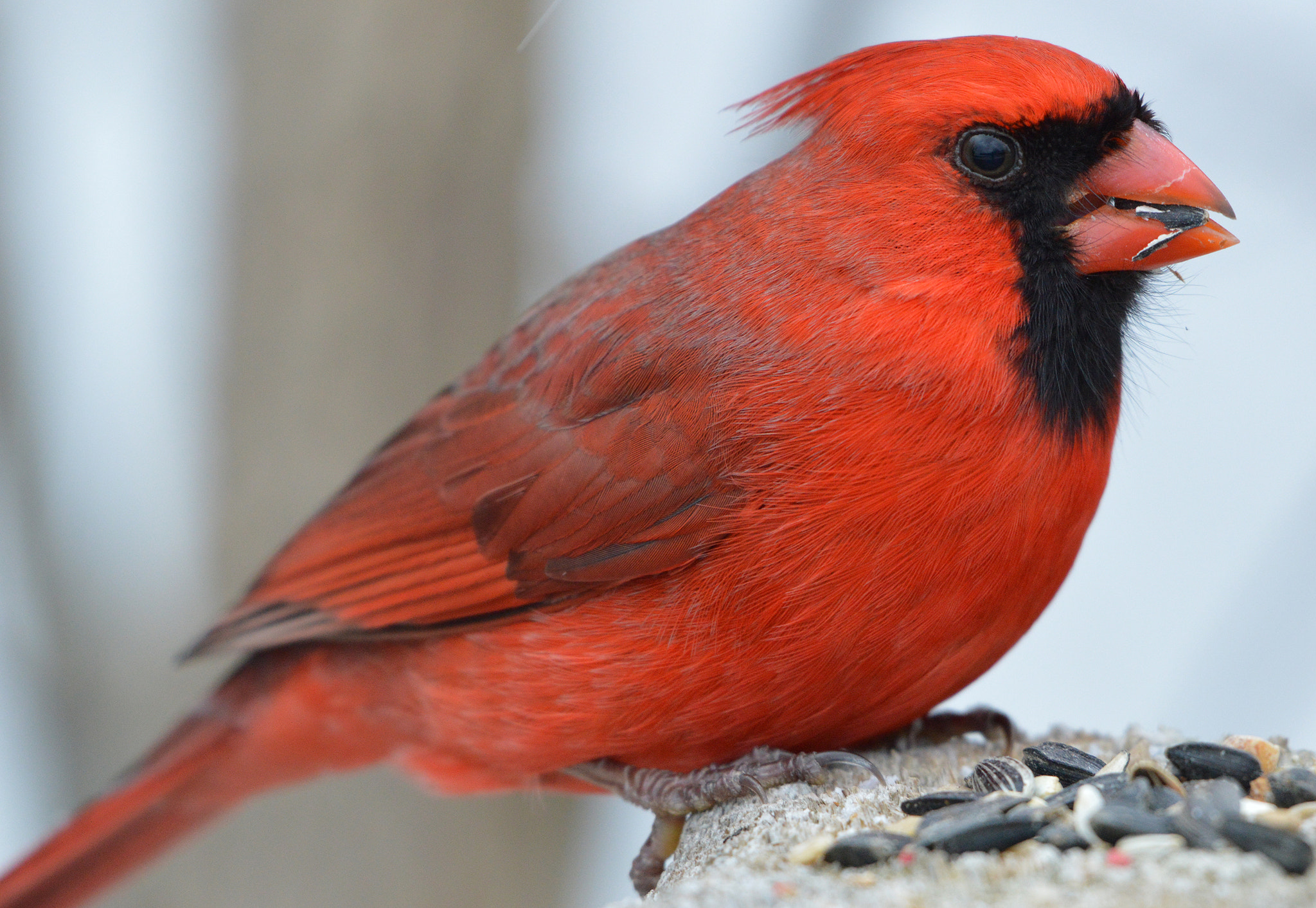 Nikon AF-S Nikkor 200-500mm F5.6E ED VR sample photo. Cardinal photography