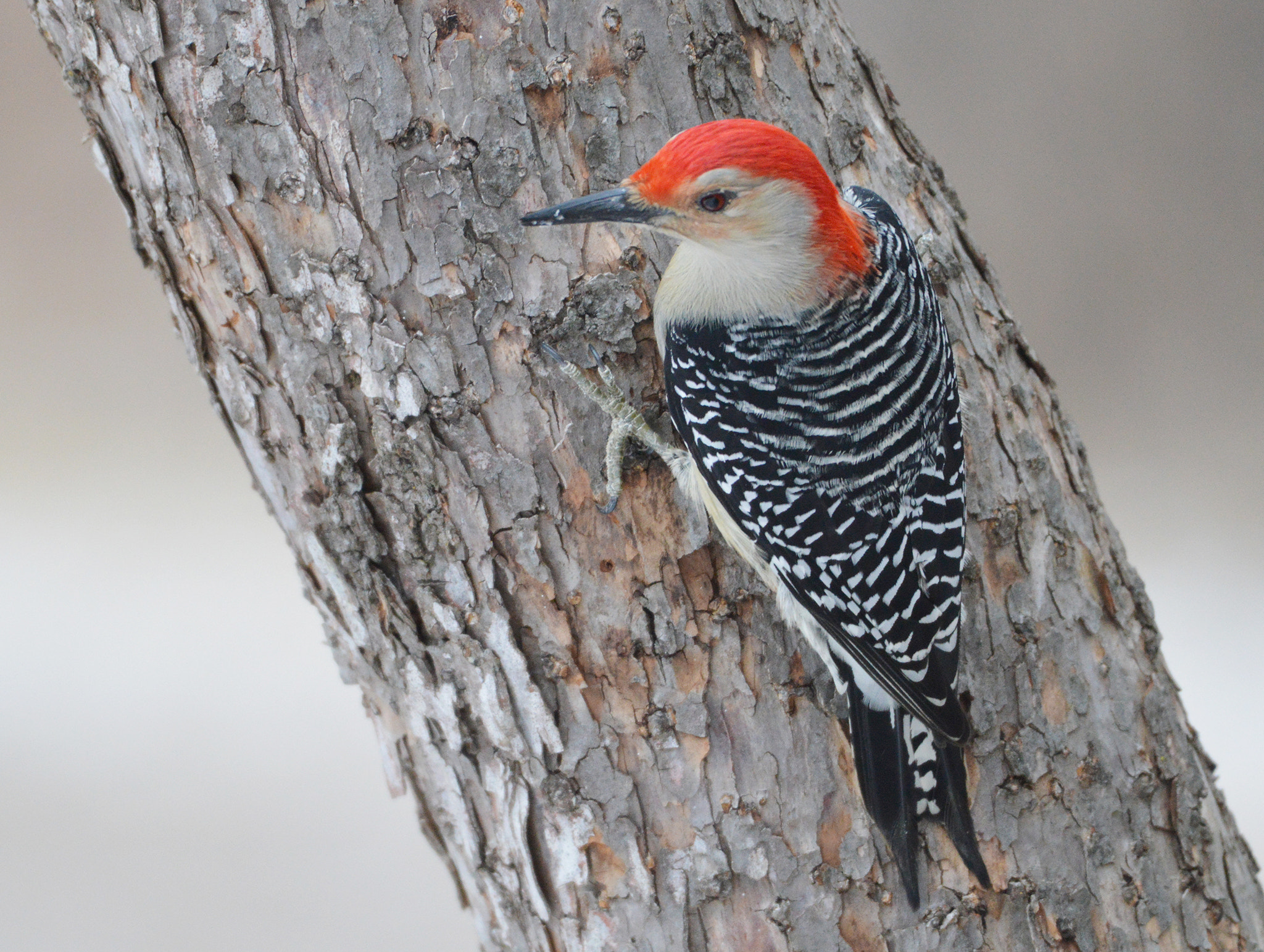 Nikon AF-S Nikkor 200-500mm F5.6E ED VR sample photo. Red-bellied woodpecker photography