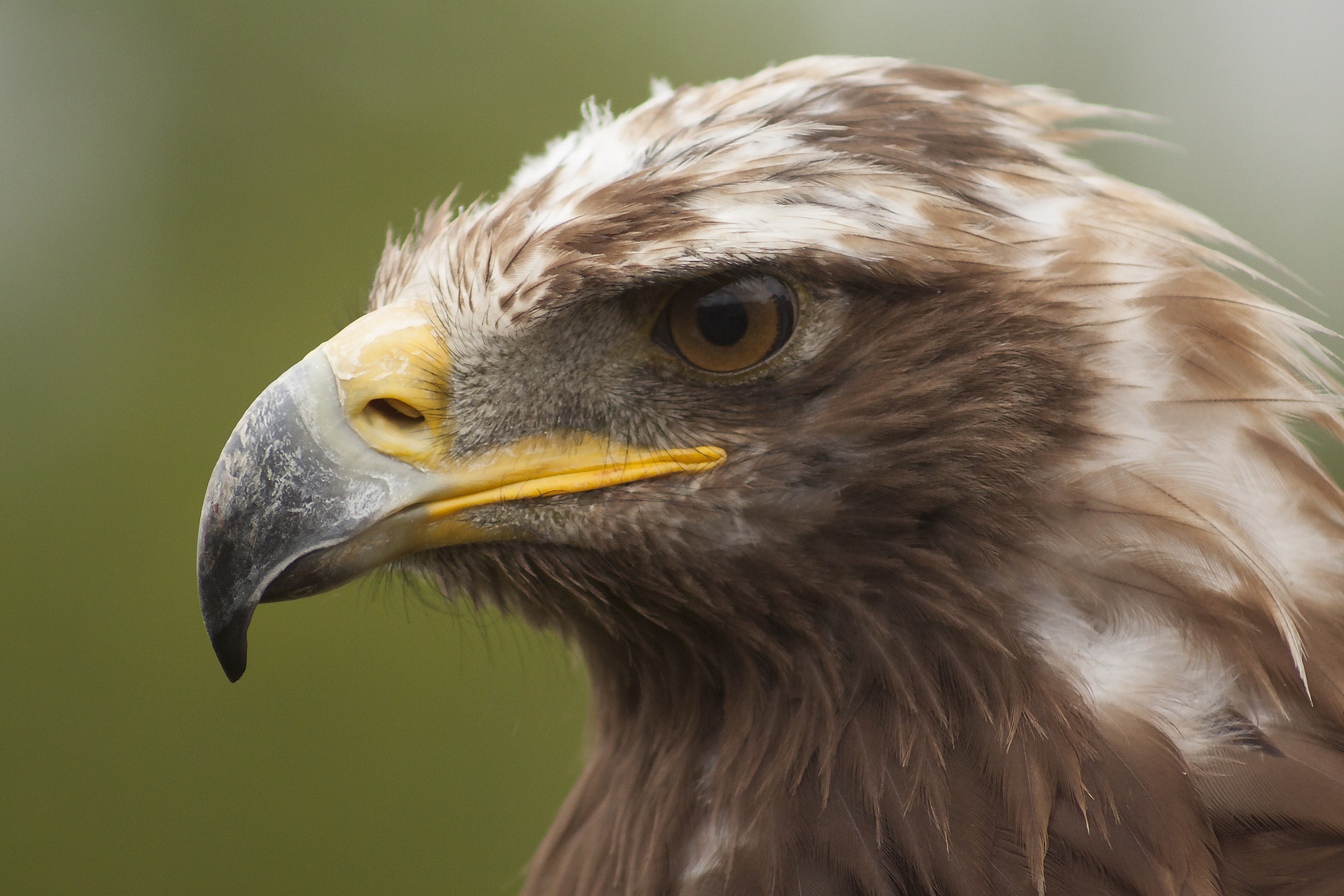 Canon EF 75-300mm f/4-5.6 USM sample photo. Golden eagle photography