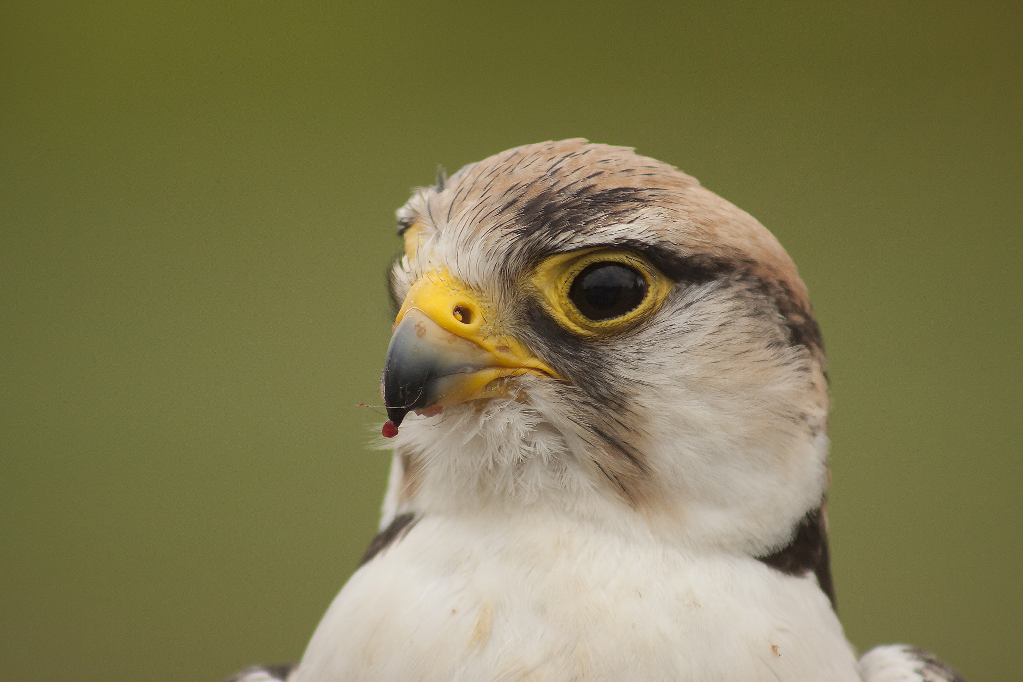 Canon EF 75-300mm f/4-5.6 USM sample photo. Peregrine falcon photography