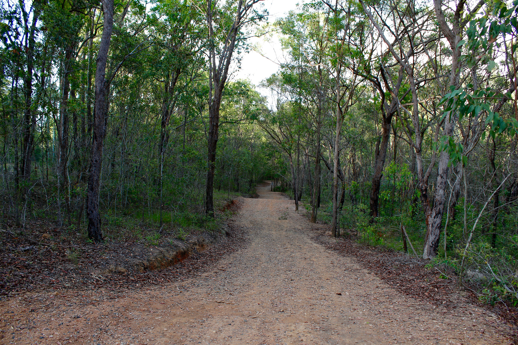 Canon EF-S 18-55mm F3.5-5.6 IS sample photo. Bushland track photography