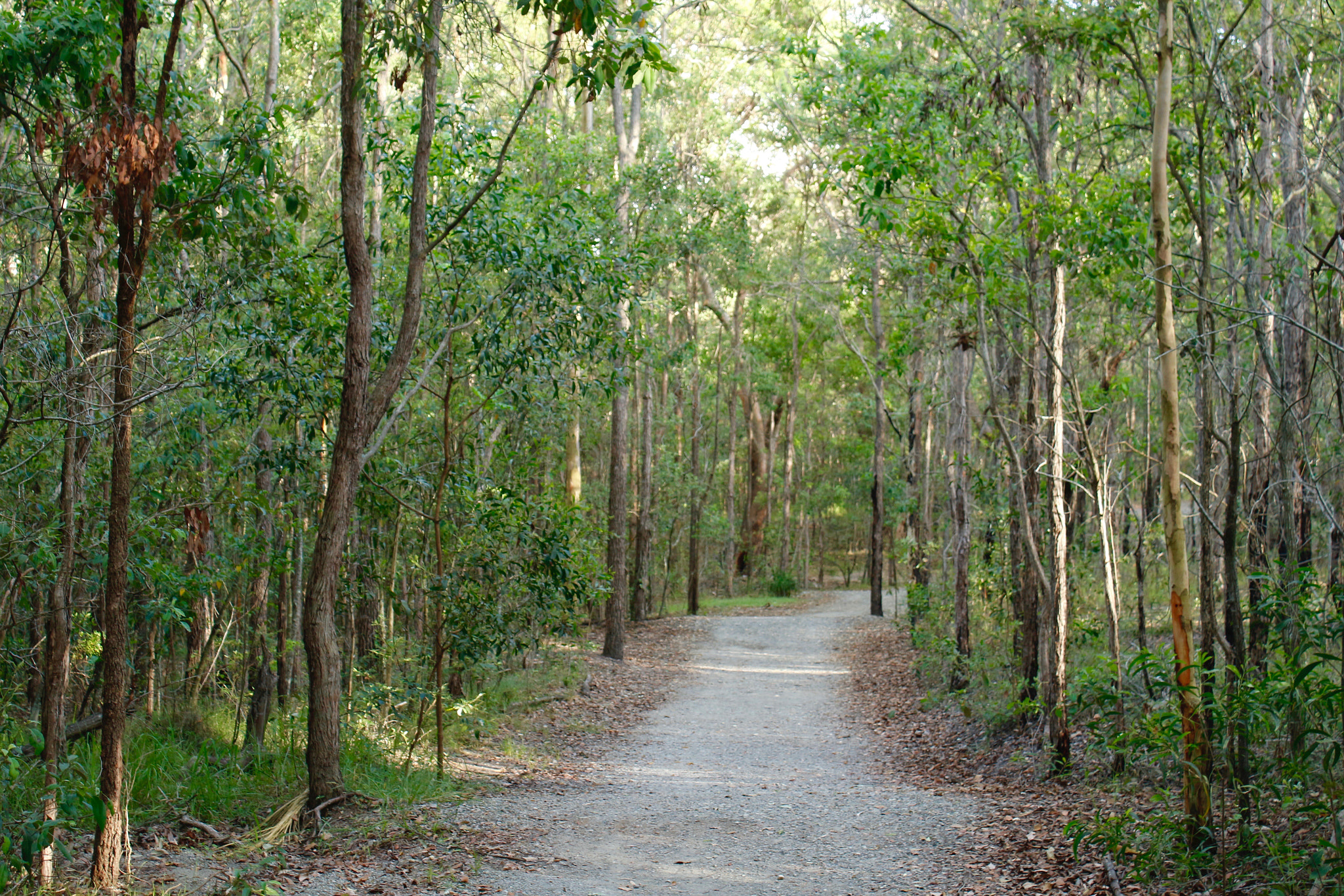 Canon EF-S 18-55mm F3.5-5.6 IS sample photo. Bushland track 2 photography