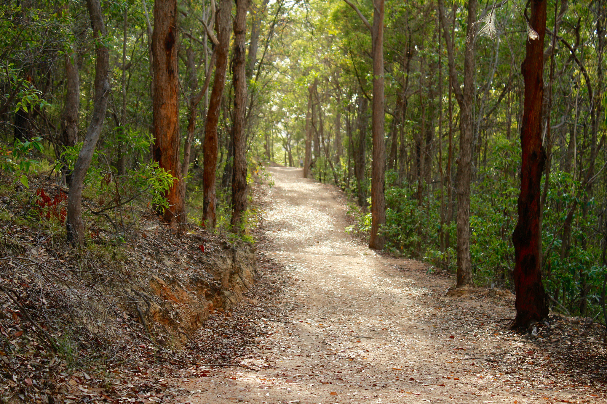 Canon EF-S 18-55mm F3.5-5.6 IS sample photo. Track in the bushland photography