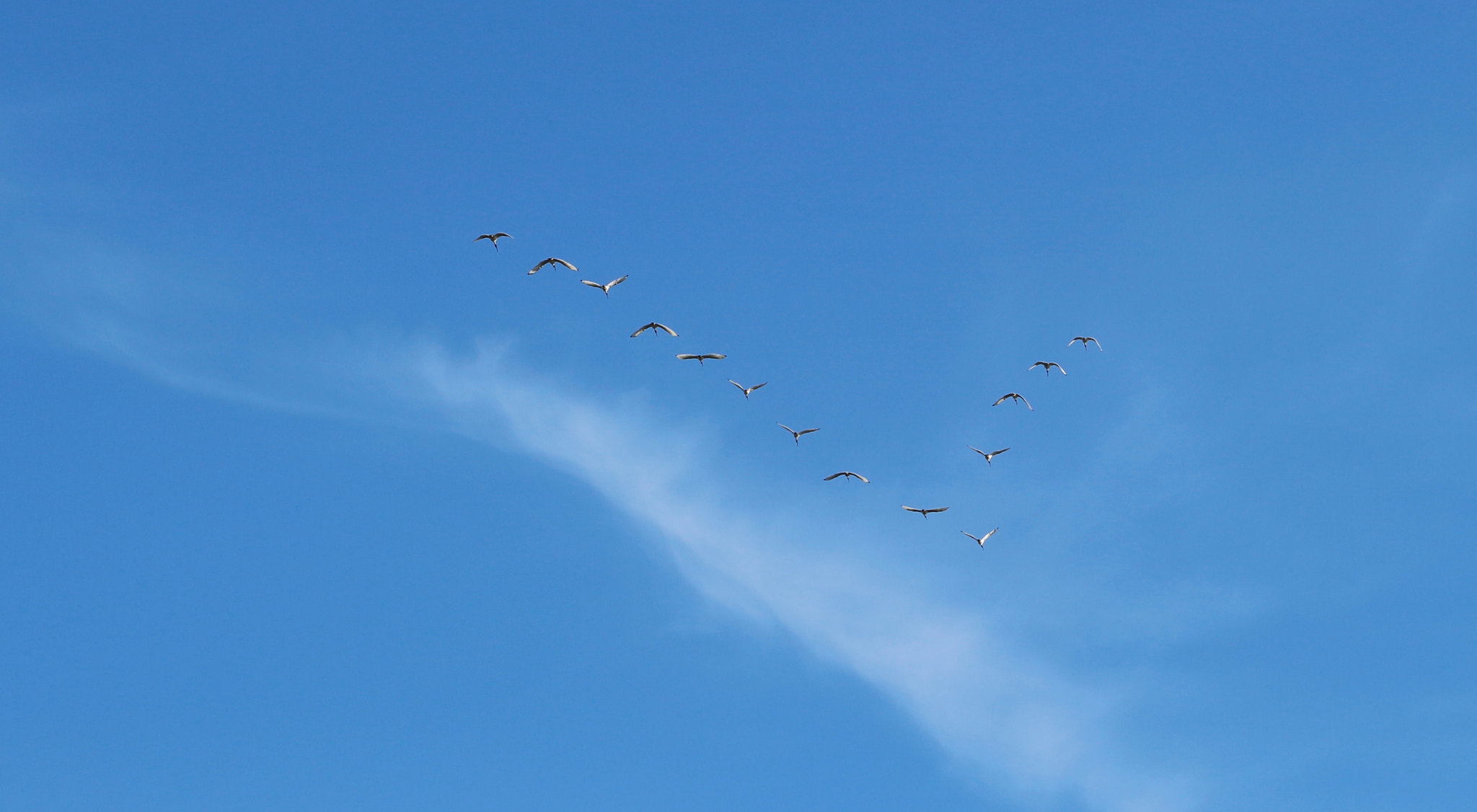Canon EF 100mm F2.8 Macro USM sample photo. Migration home photography