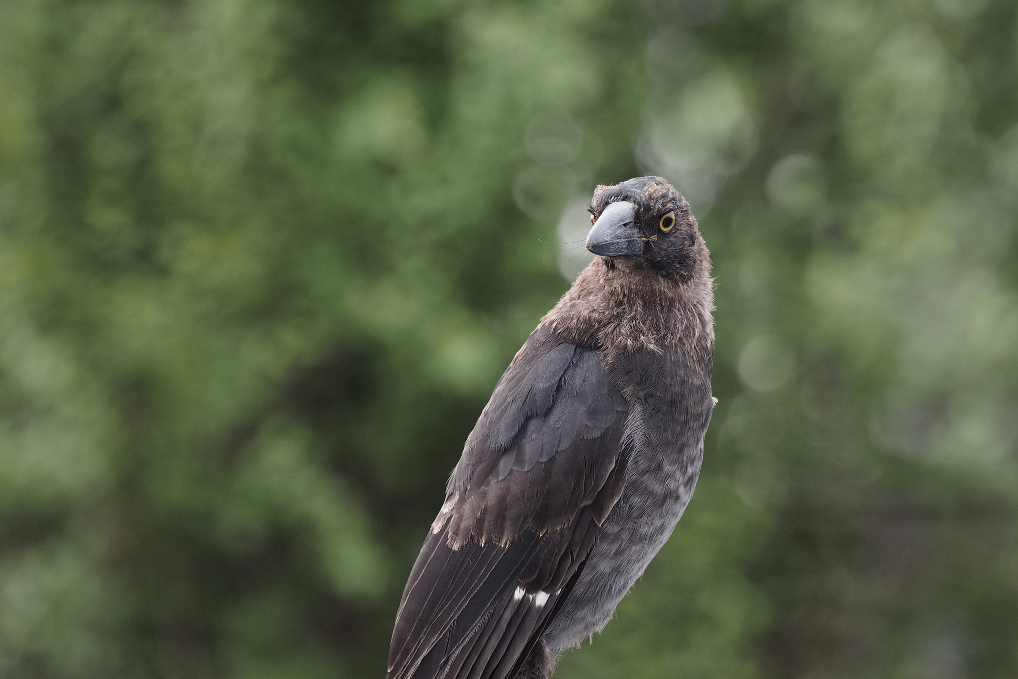 Olympus OM-D E-M1 + OLYMPUS M.300mm F4.0 sample photo. Pied currawong photography