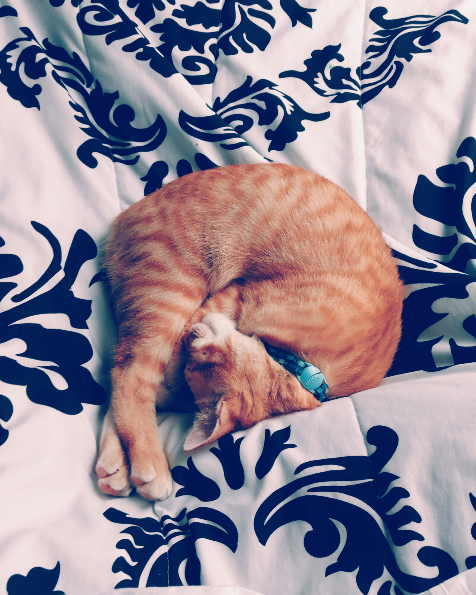 Motorola Moto X Pure Edition sample photo. Nap time photography