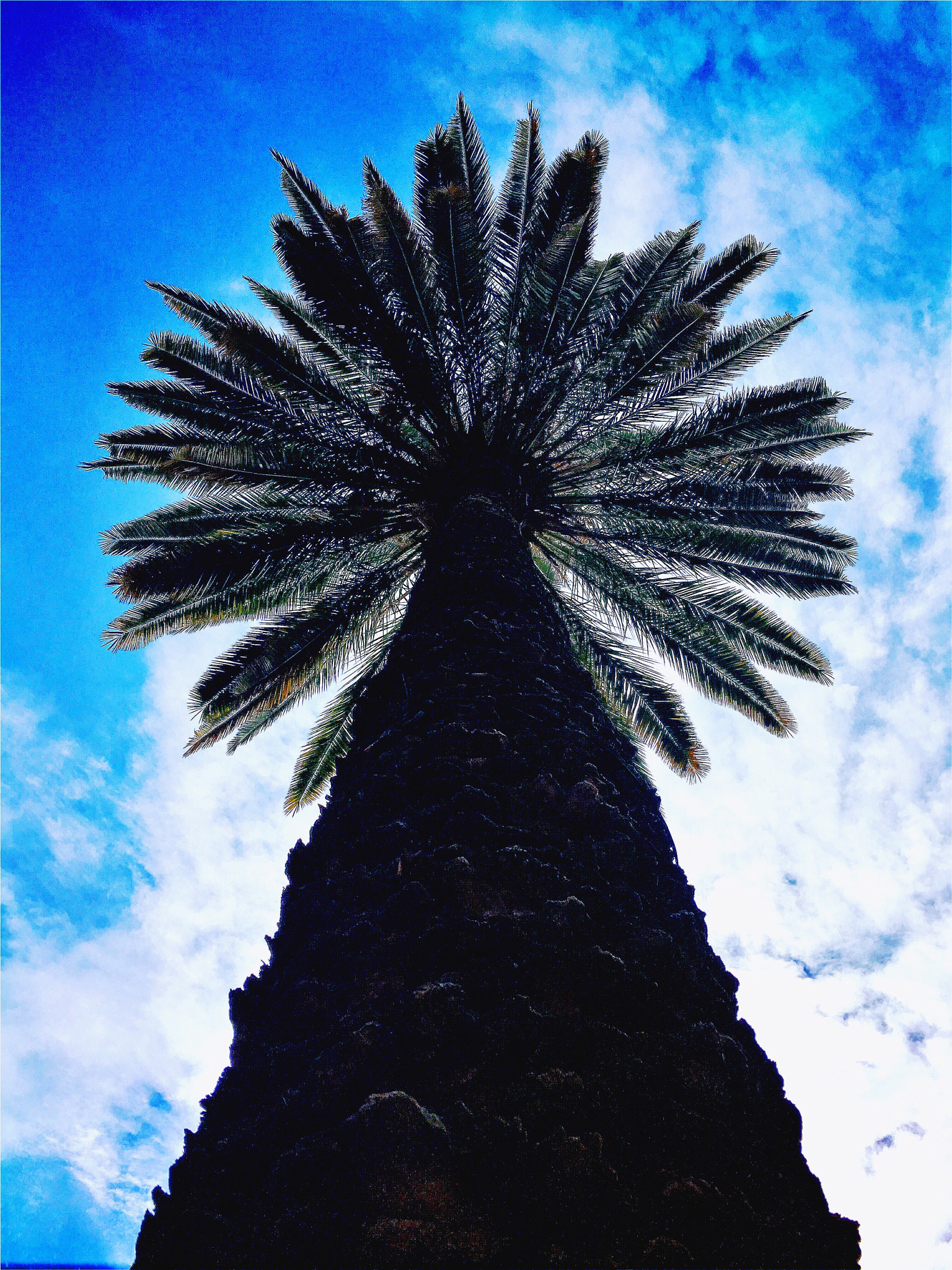 Hipstamatic 331 sample photo. How many stories could this palm tell? photography