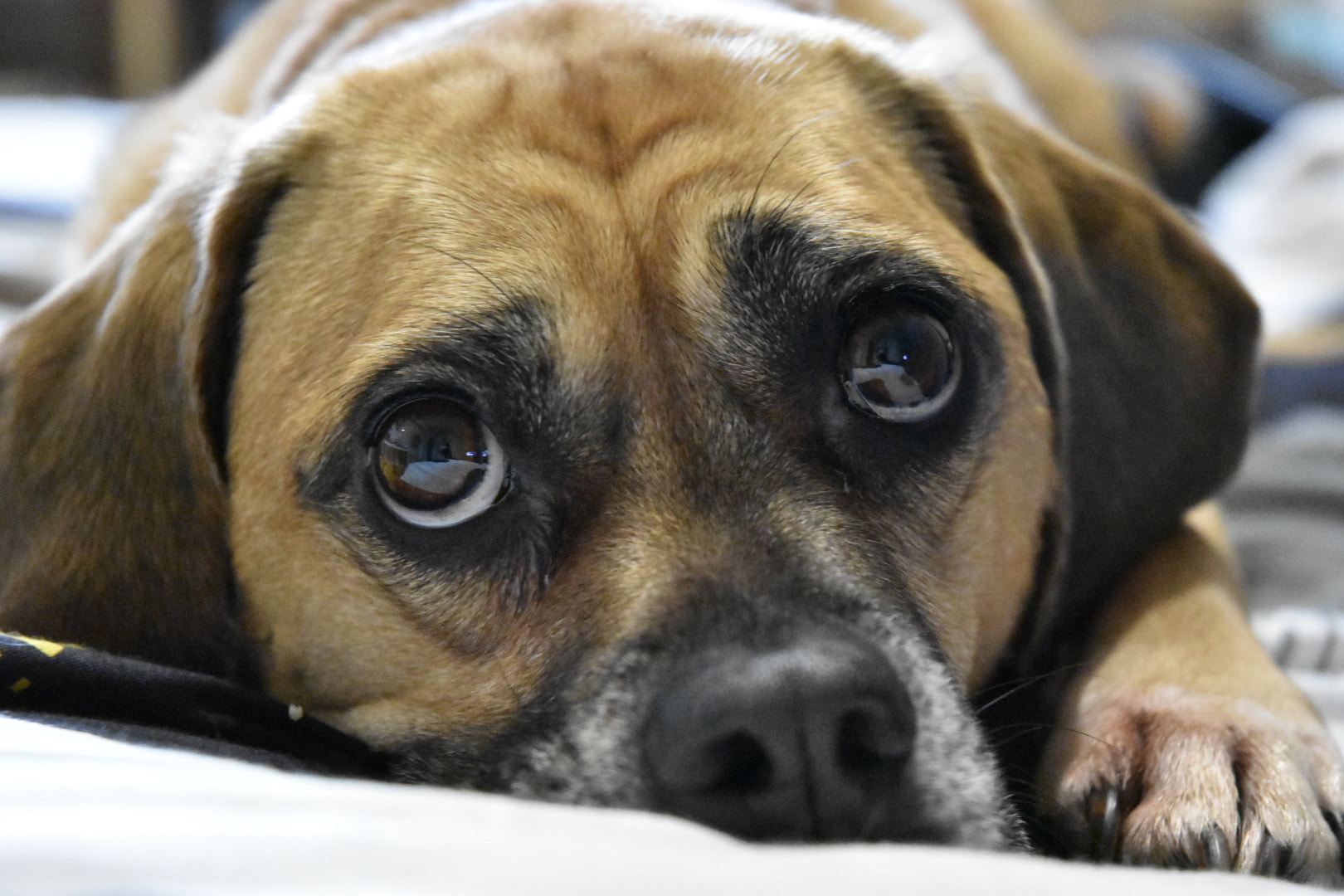 Nikon D3400 sample photo. Molly photography