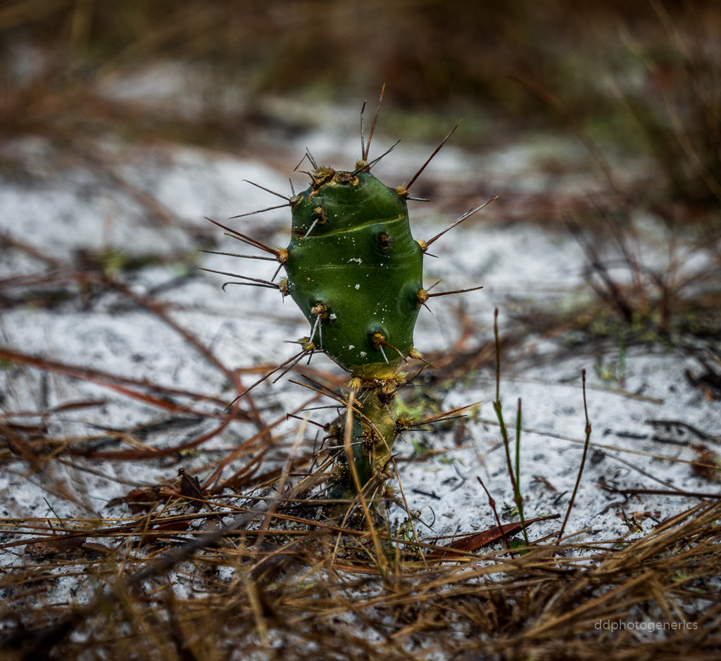 Olympus OM-D E-M10 II sample photo. Wild forest cactus... photography