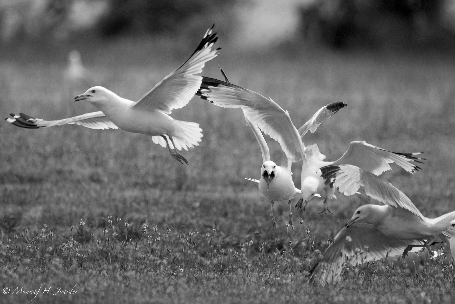 Nikon D300S sample photo. Flock of seagulls photography