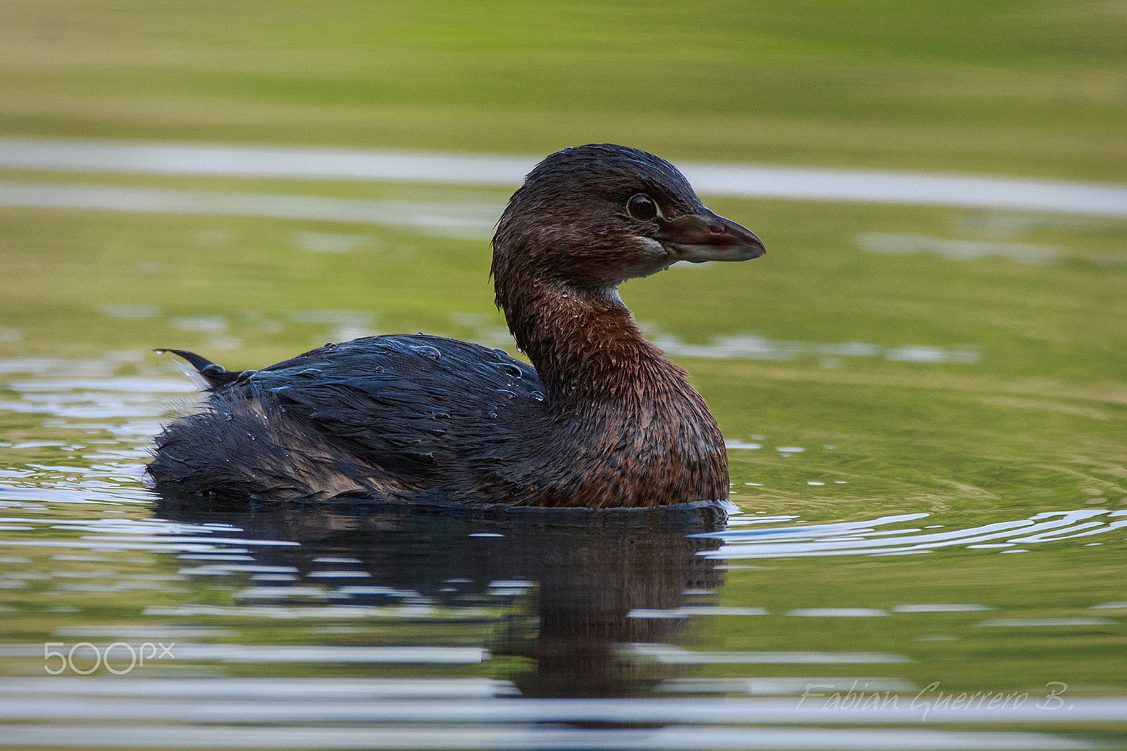 Sigma 150-600mm F5-6.3 DG OS HSM | C sample photo. Picurio in autumn photography