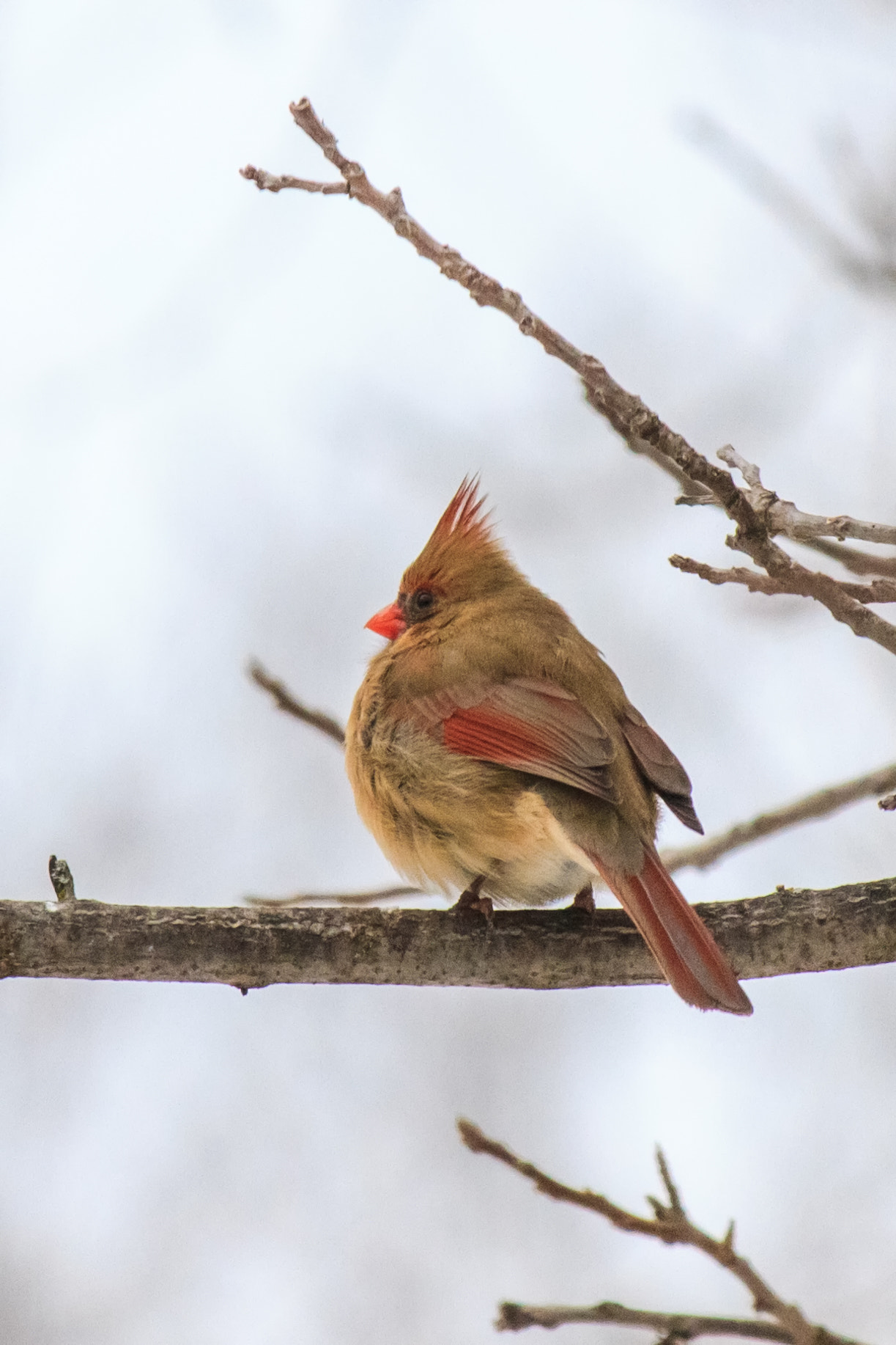 Canon EF-S 55-250mm F4-5.6 IS STM sample photo. Bird 170130 photography