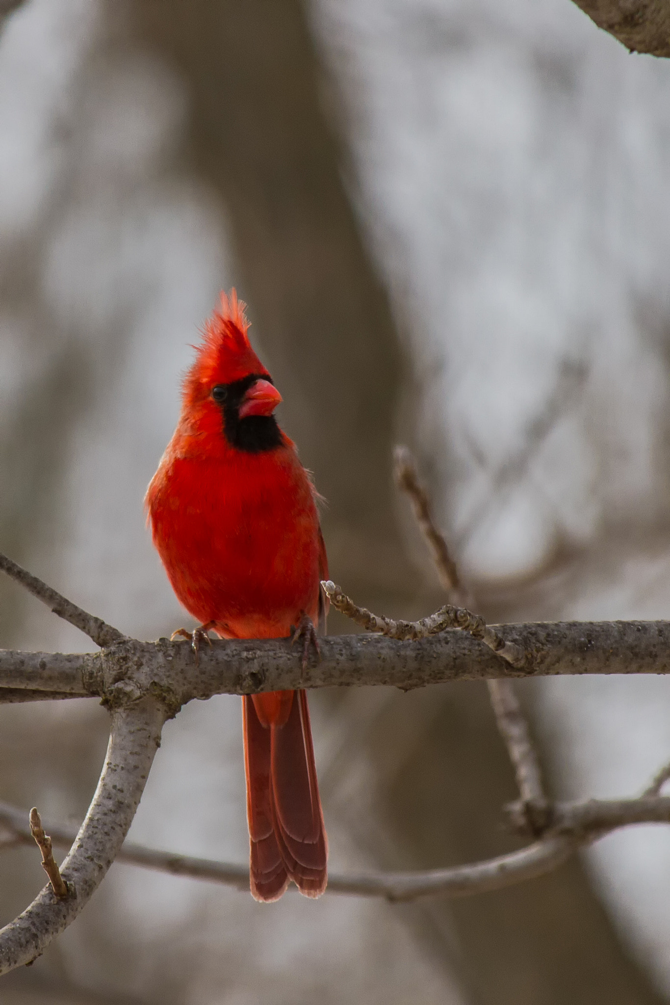 Canon EF-S 55-250mm F4-5.6 IS STM sample photo. 170204 photography