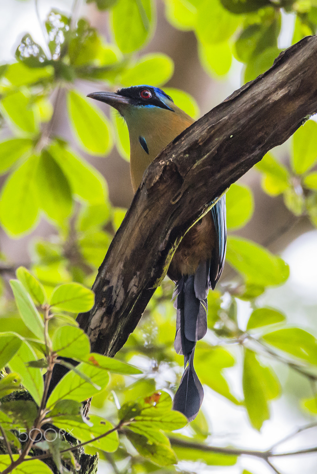 Sigma 150-600mm F5-6.3 DG OS HSM | C sample photo. Amazonian motmot photography