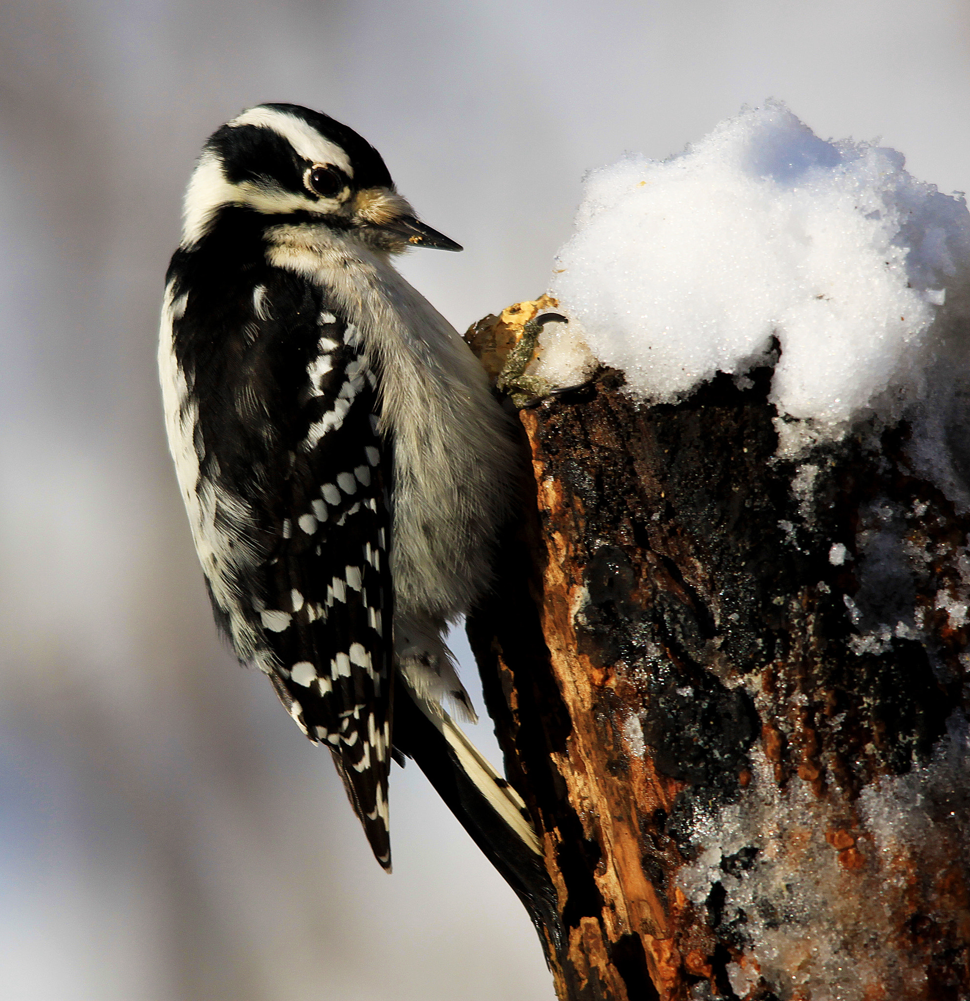 Sigma 150-500mm F5-6.3 DG OS HSM sample photo. Downy woodpecker photography