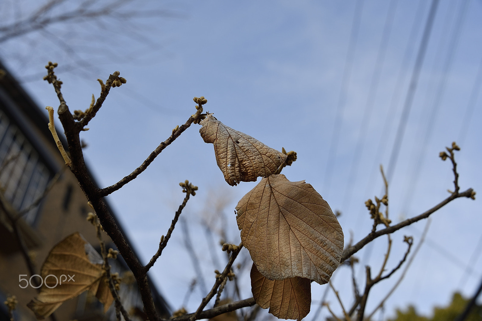 Nikon D800E sample photo. Old leaves and new sprouts photography