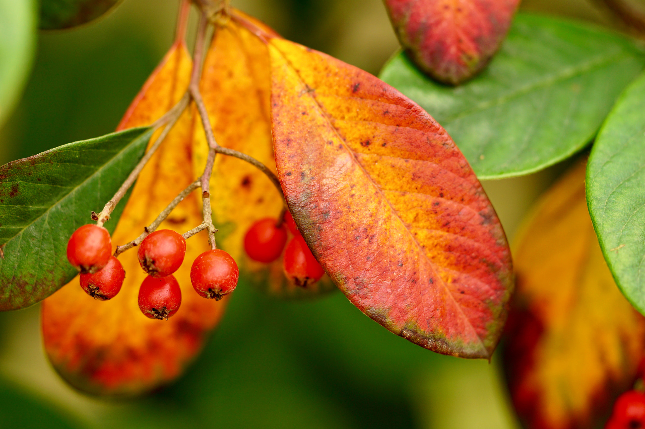 Sony FE 90mm F2.8 Macro G OSS sample photo. City park photography