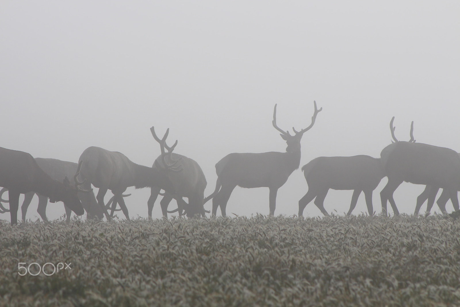 Canon EOS 650D (EOS Rebel T4i / EOS Kiss X6i) + EF75-300mm f/4-5.6 sample photo. Pt. reyes tule elk photography