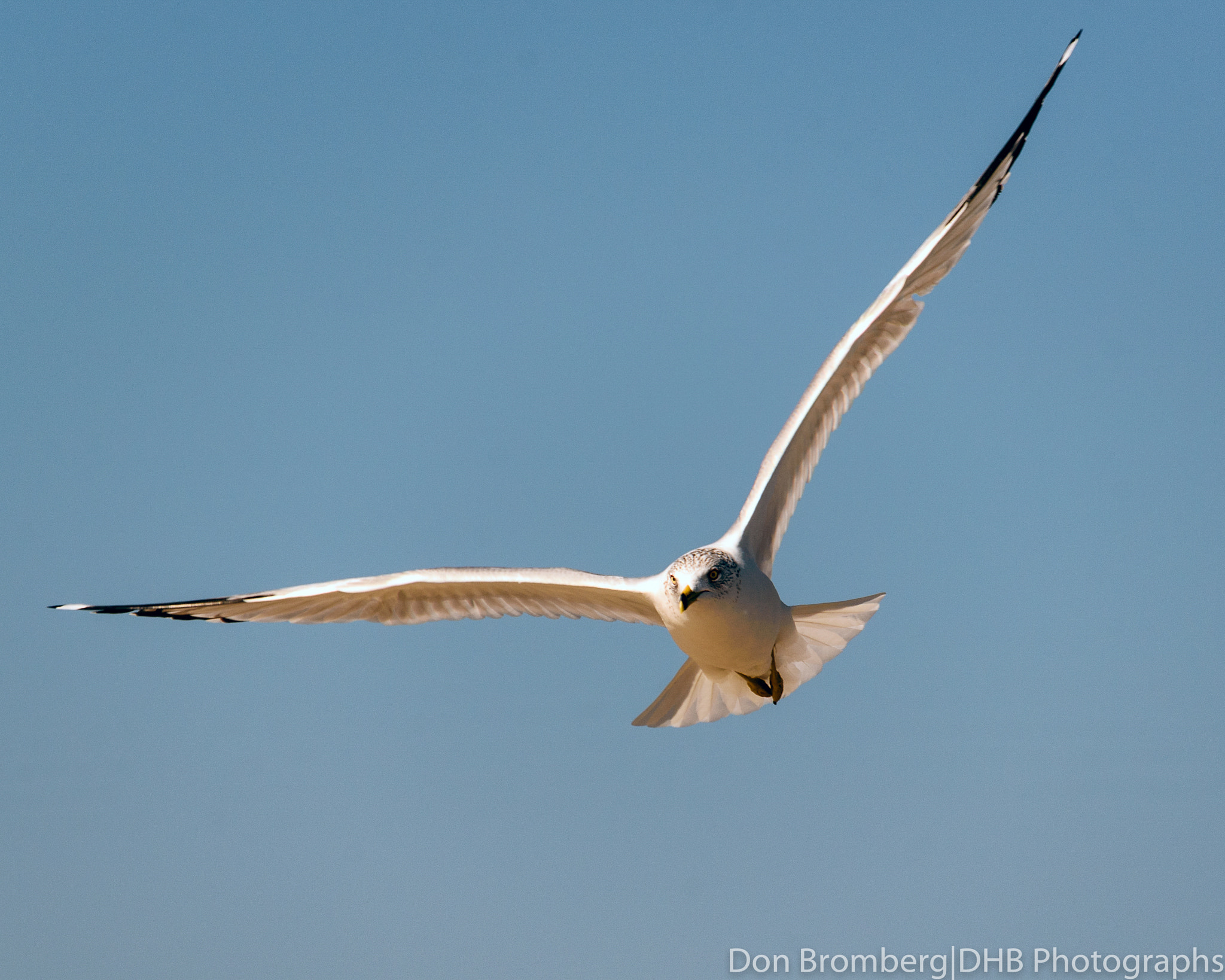 Nikon D750 sample photo. Ringed-billed gull in flight 1 photography