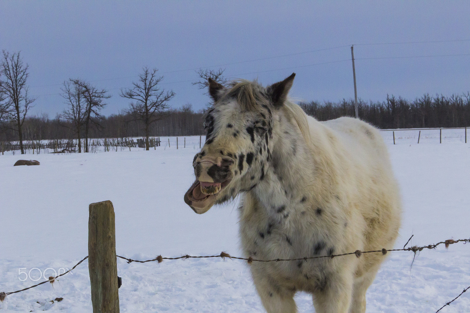 Canon EOS 600D (Rebel EOS T3i / EOS Kiss X5) sample photo. Horsing around photography