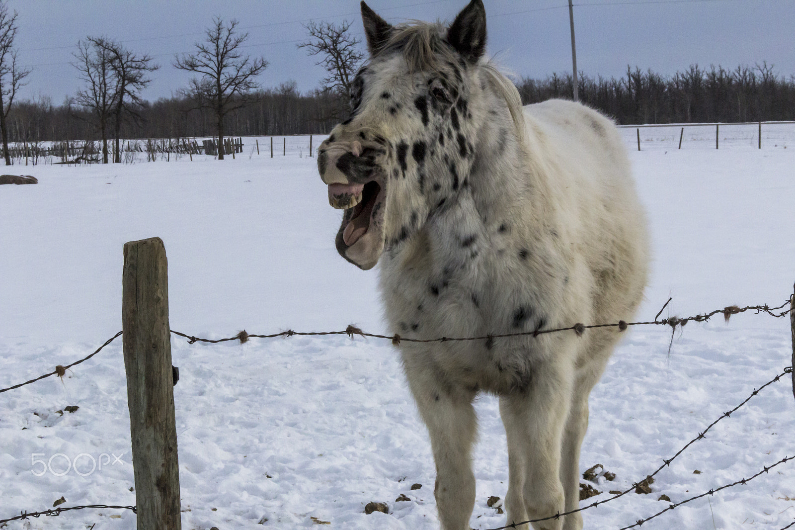 Canon EOS 600D (Rebel EOS T3i / EOS Kiss X5) + Canon EF-S 18-55mm F3.5-5.6 IS STM sample photo. Horse laughing-yawn photography