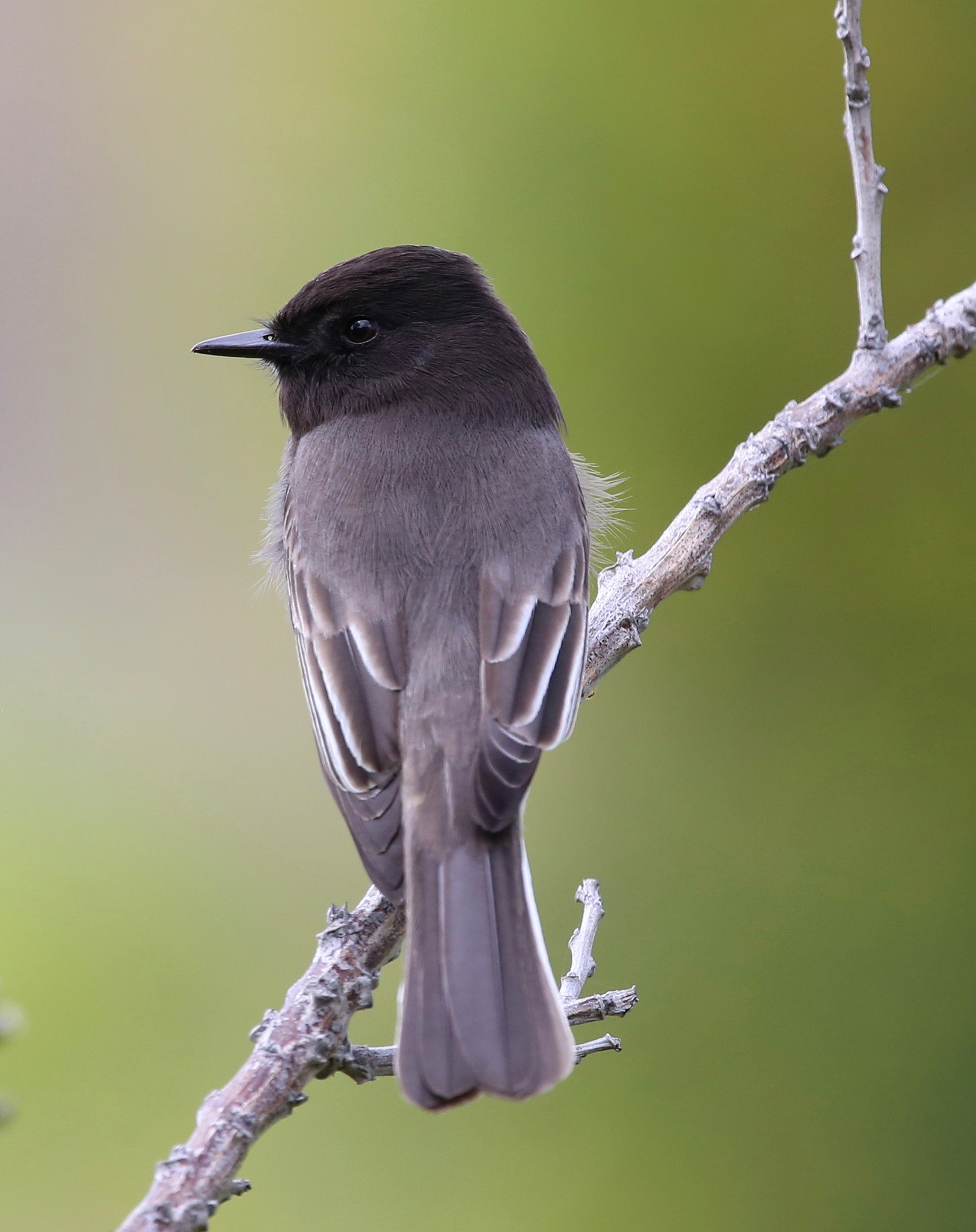Sigma 150mm f/2.8 EX DG OS HSM APO Macro sample photo. Black phoebe 2 photography