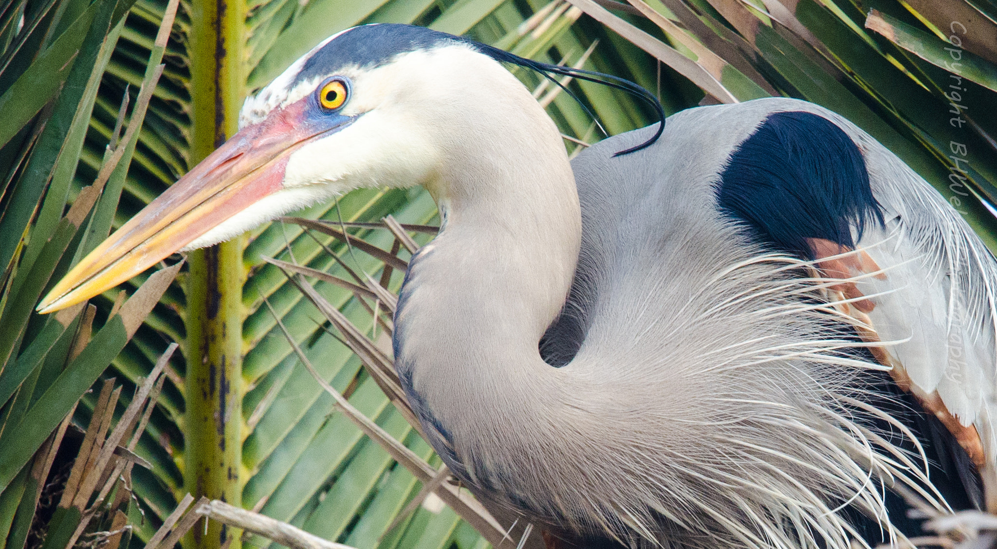 Nikon Nikkor AF-S 300mm F4E PF ED VR sample photo. Great blue heron photography