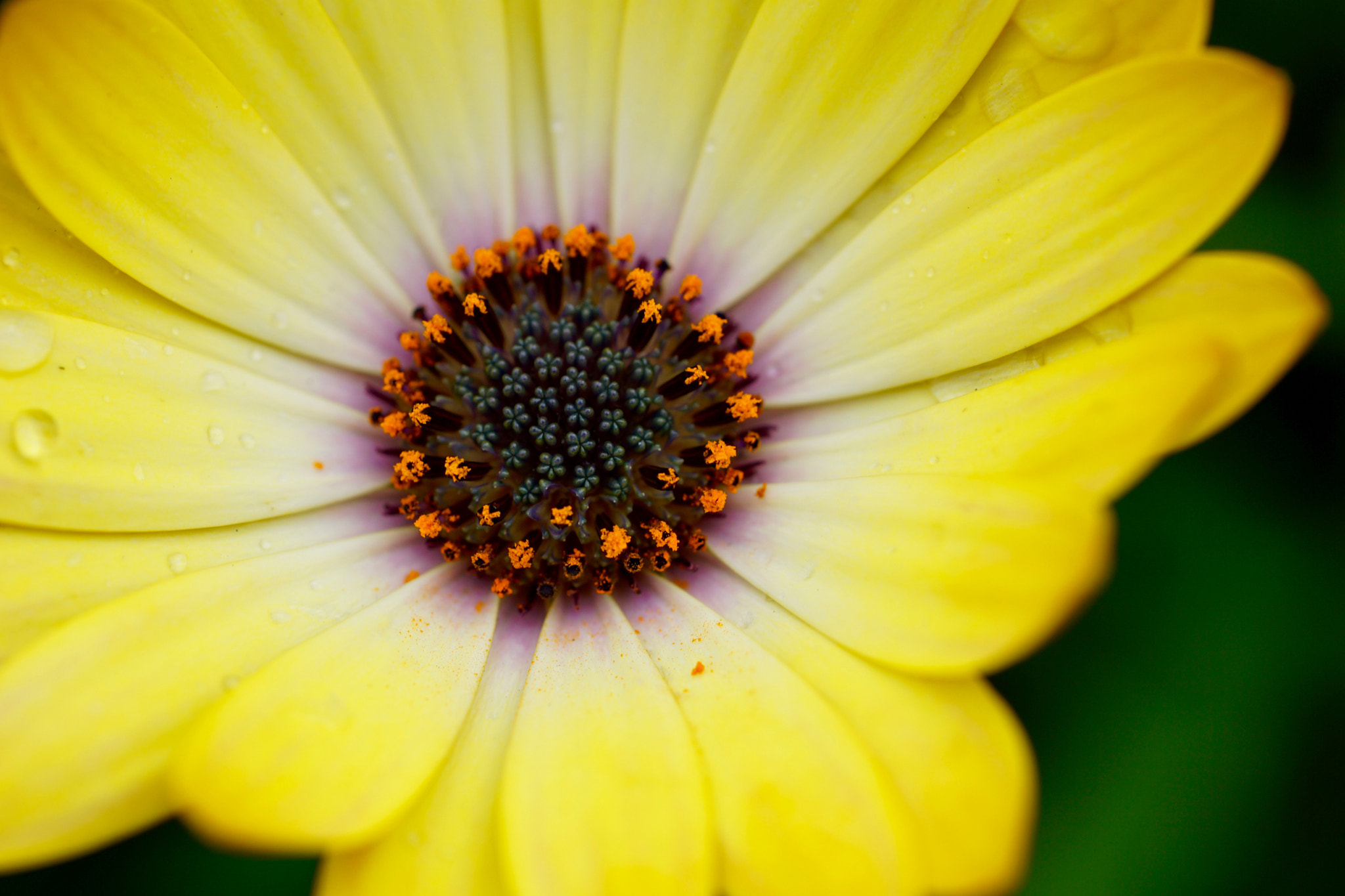 Sony a6000 + Sony FE 90mm F2.8 Macro G OSS sample photo. In my garden... photography