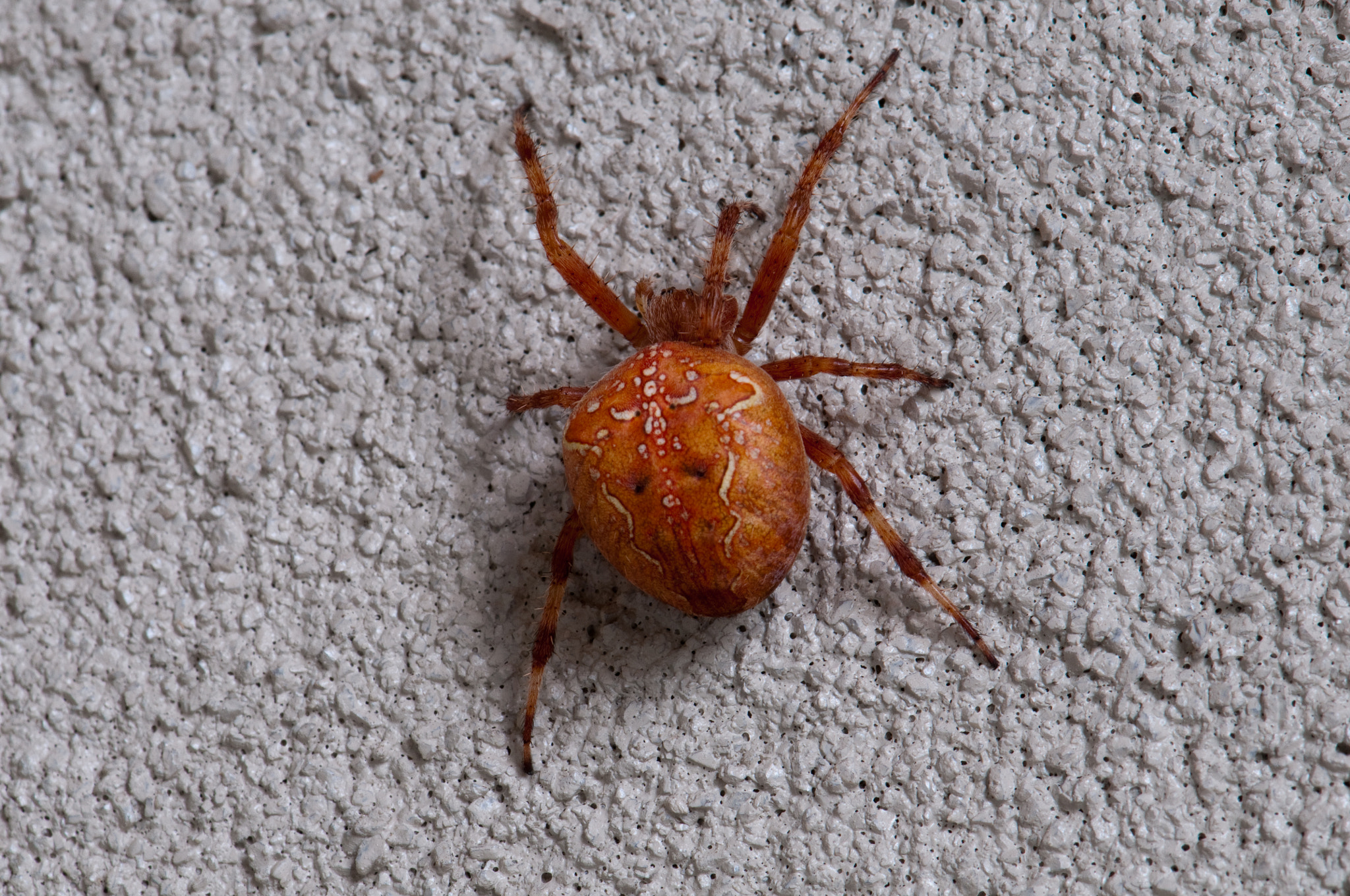 Nikon AF-S Micro-Nikkor 105mm F2.8G IF-ED VR sample photo. Spider photography