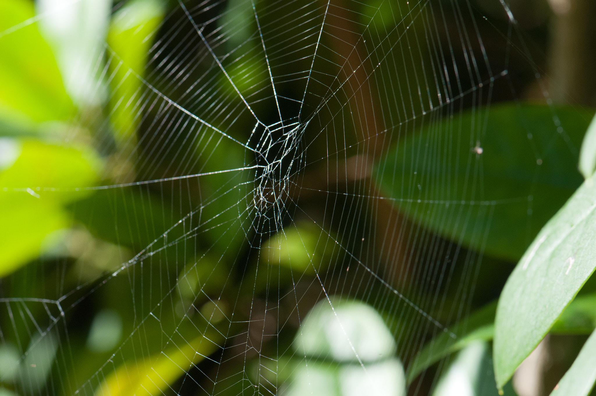 Nikon AF-S Micro-Nikkor 105mm F2.8G IF-ED VR sample photo. Spiderweb photography