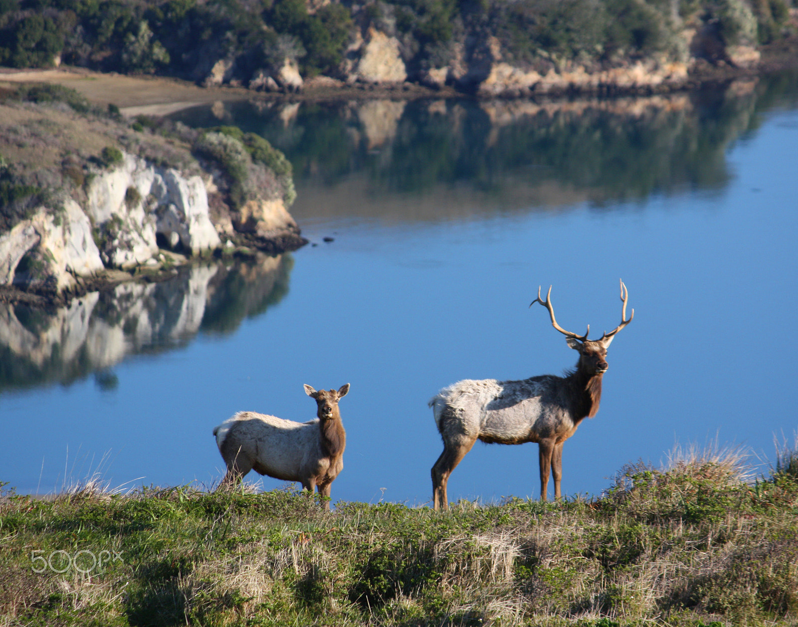 Canon EF-S 55-250mm F4-5.6 IS sample photo. Pt. reyes tule elk photography
