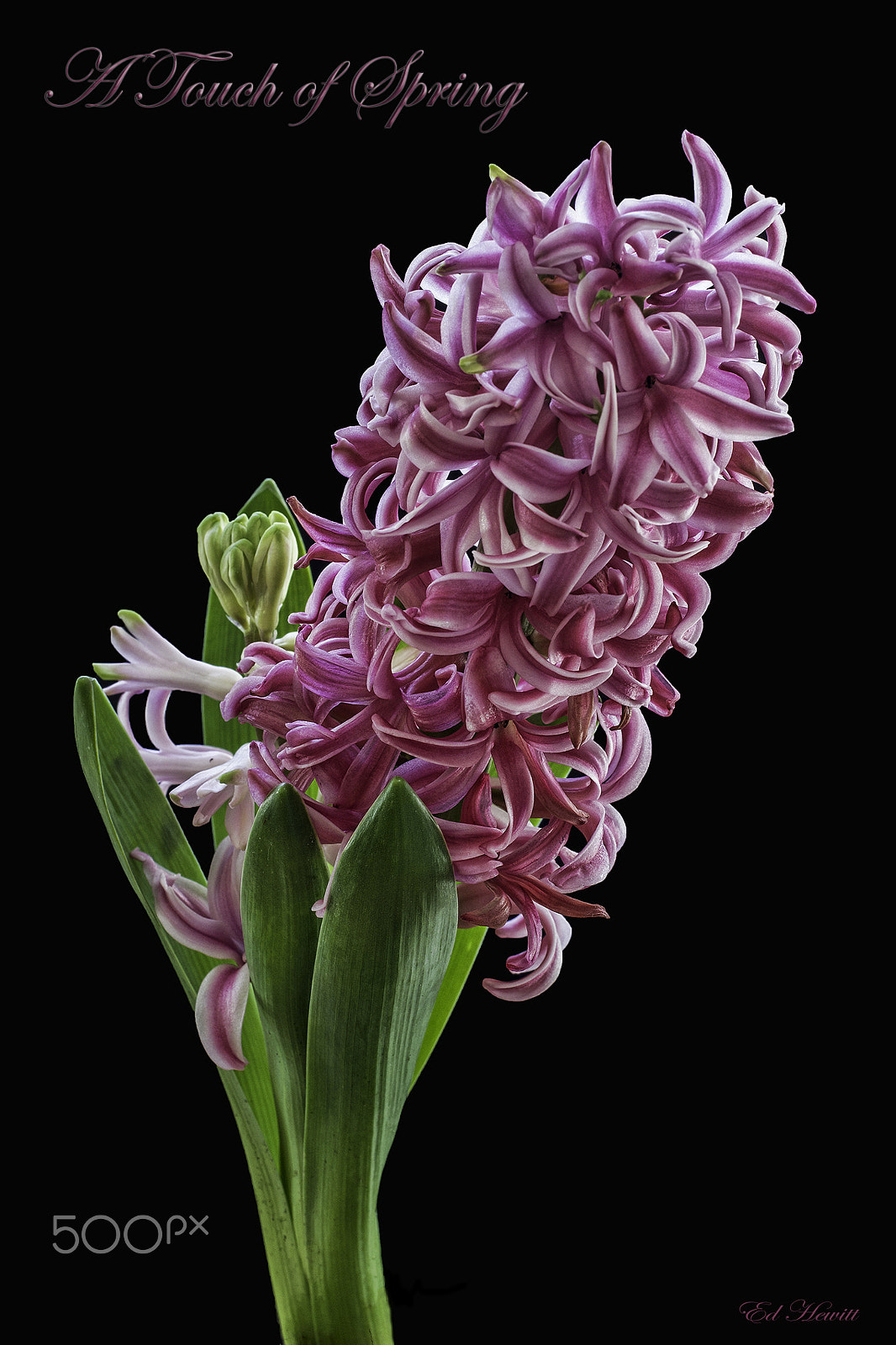 Canon EOS 60D + Canon EF 40mm F2.8 STM sample photo. A touch of spring photography
