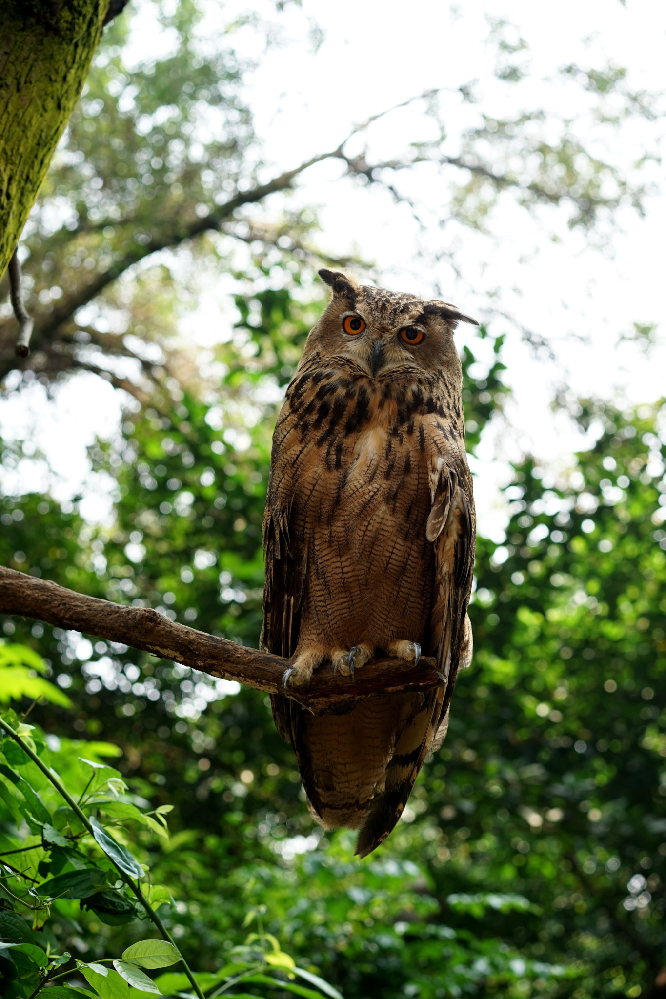 Sony a7 + Sony Sonnar T* FE 55mm F1.8 ZA sample photo. Owl1 photography