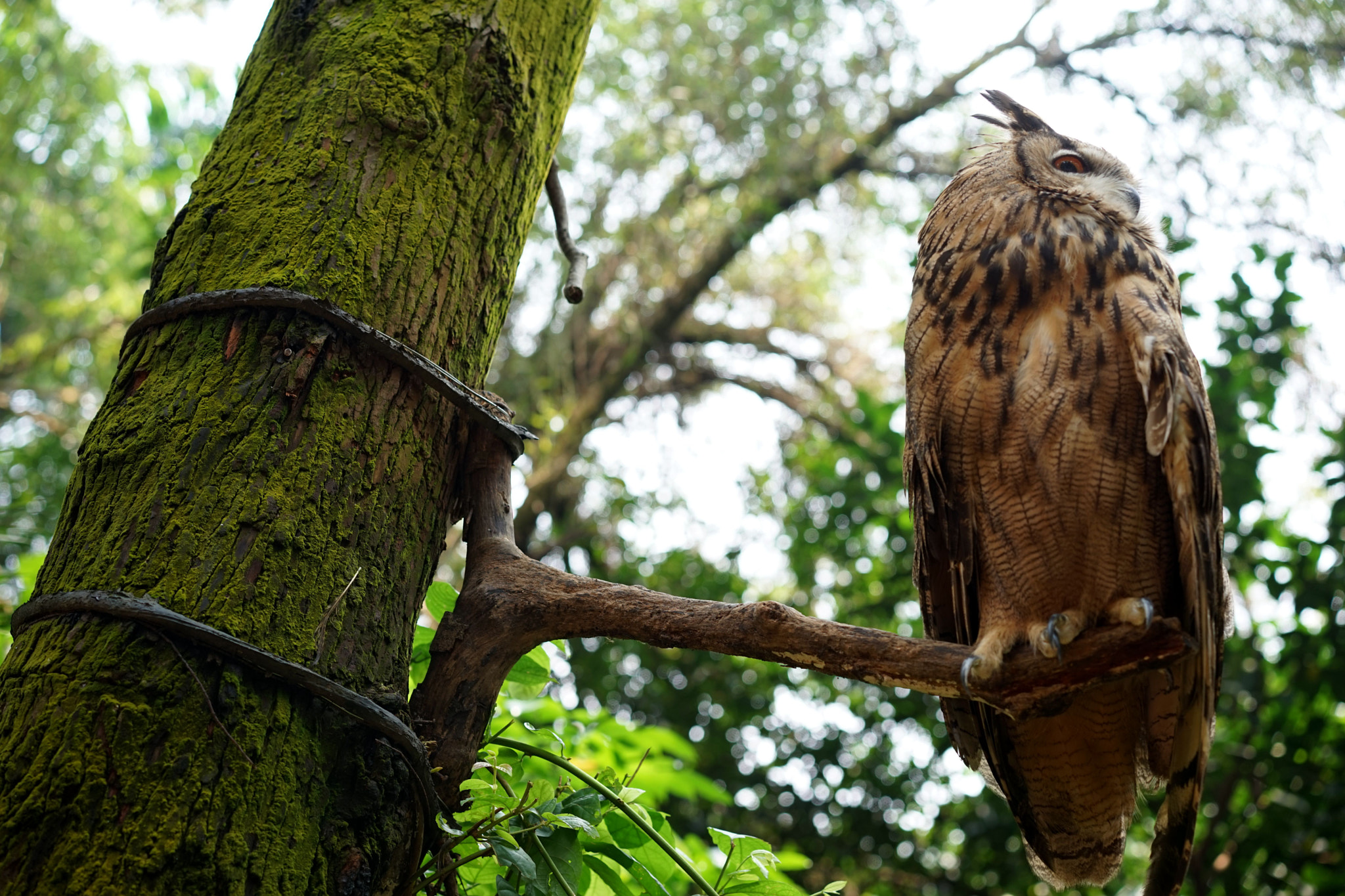 Sony a7 + Sony Sonnar T* FE 55mm F1.8 ZA sample photo. Owl2 photography