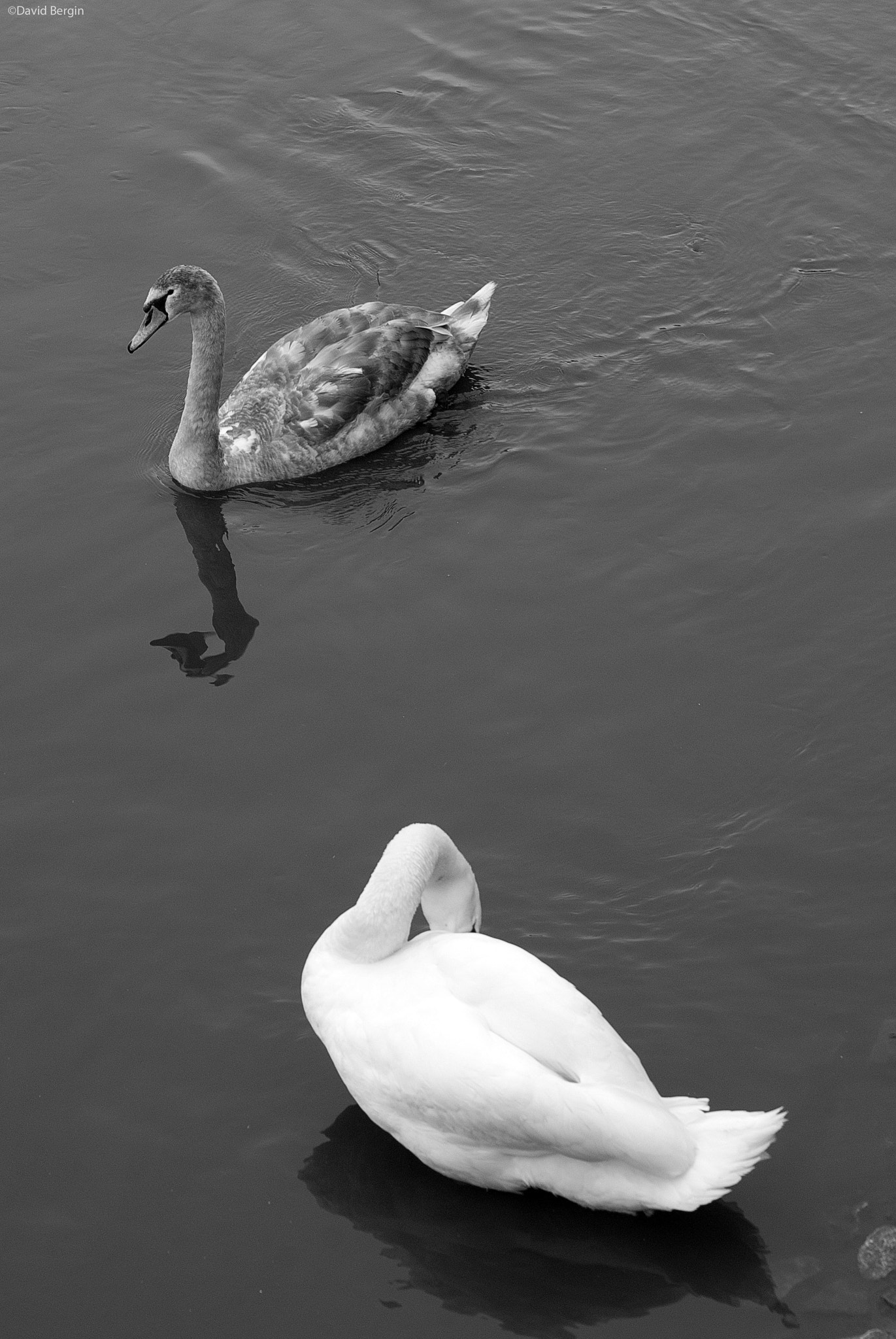 Nikon D3000 sample photo. Swans photography