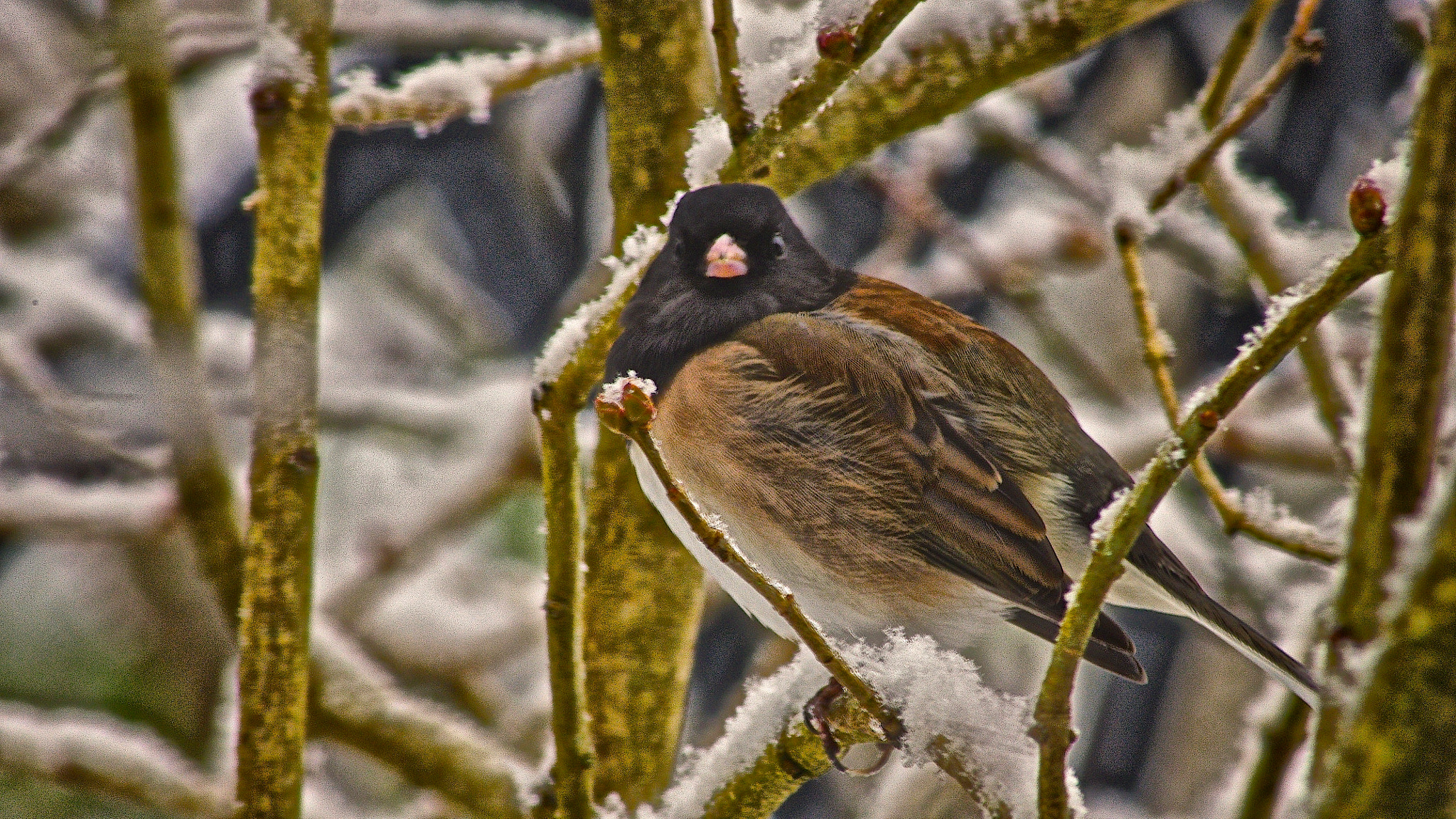 Pentax smc DA 55-300mm F4.0-5.8 ED sample photo. Dark eyed junco photography