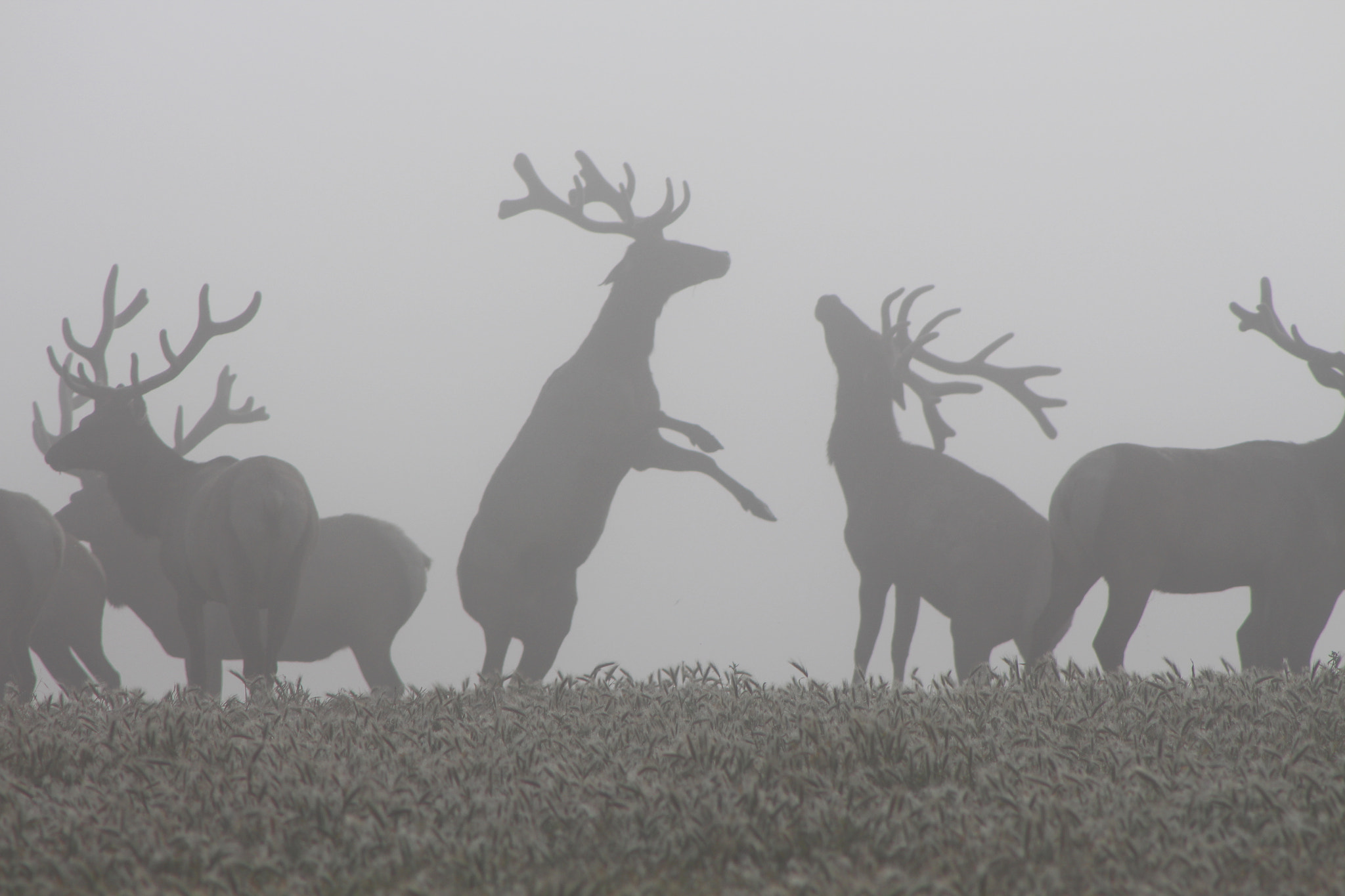 Canon EOS 650D (EOS Rebel T4i / EOS Kiss X6i) + EF75-300mm f/4-5.6 sample photo. Pt reyes tule elk in fog photography