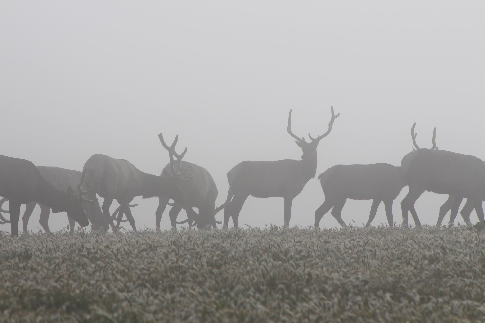 Canon EOS 650D (EOS Rebel T4i / EOS Kiss X6i) + EF75-300mm f/4-5.6 sample photo. Pt reyes tule elk in fog photography